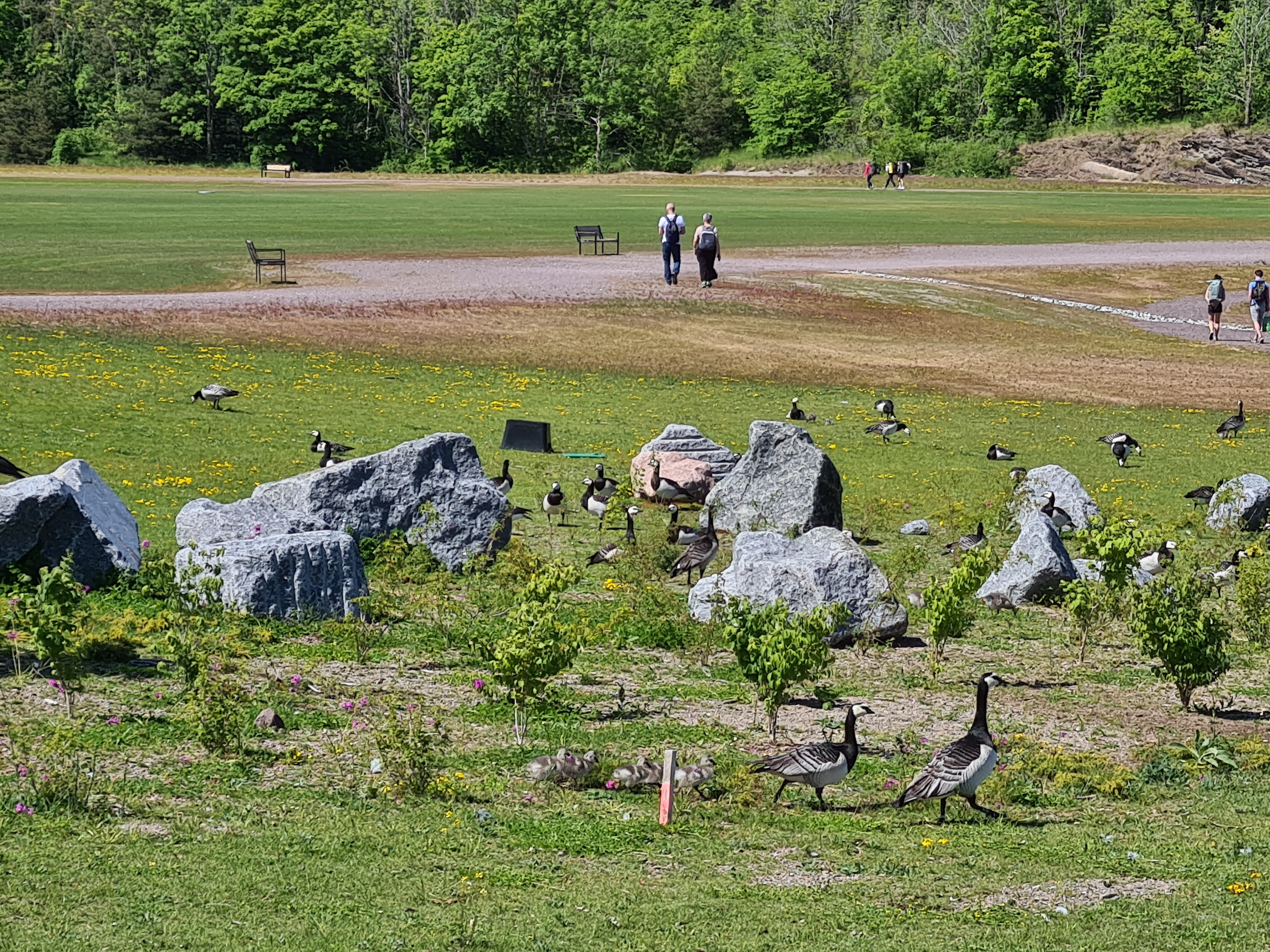 En park med grønne områder og store steiner, mange ender går og hviler på gresset, det er mennesker som går på stien i bakgrunnen, og det er trær og et åpent landskap.
