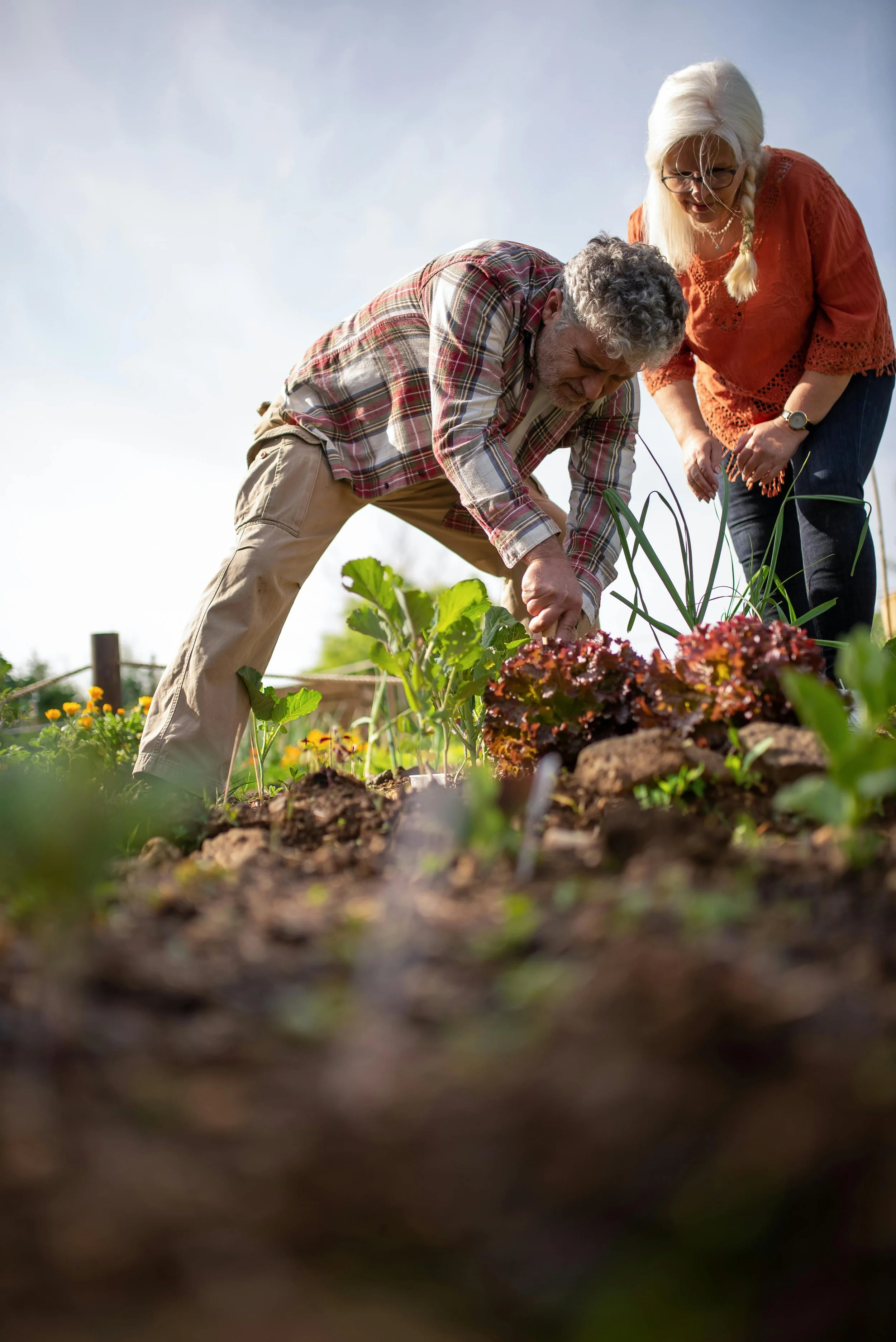 Older man gardening being active in garden