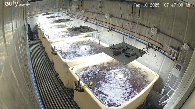 Four large industrial tubs filled with water and seaweed for cultivation. The tubs are connected to monitoring and control equipment, with plumbing and electrical wires overhead and along the walls.
