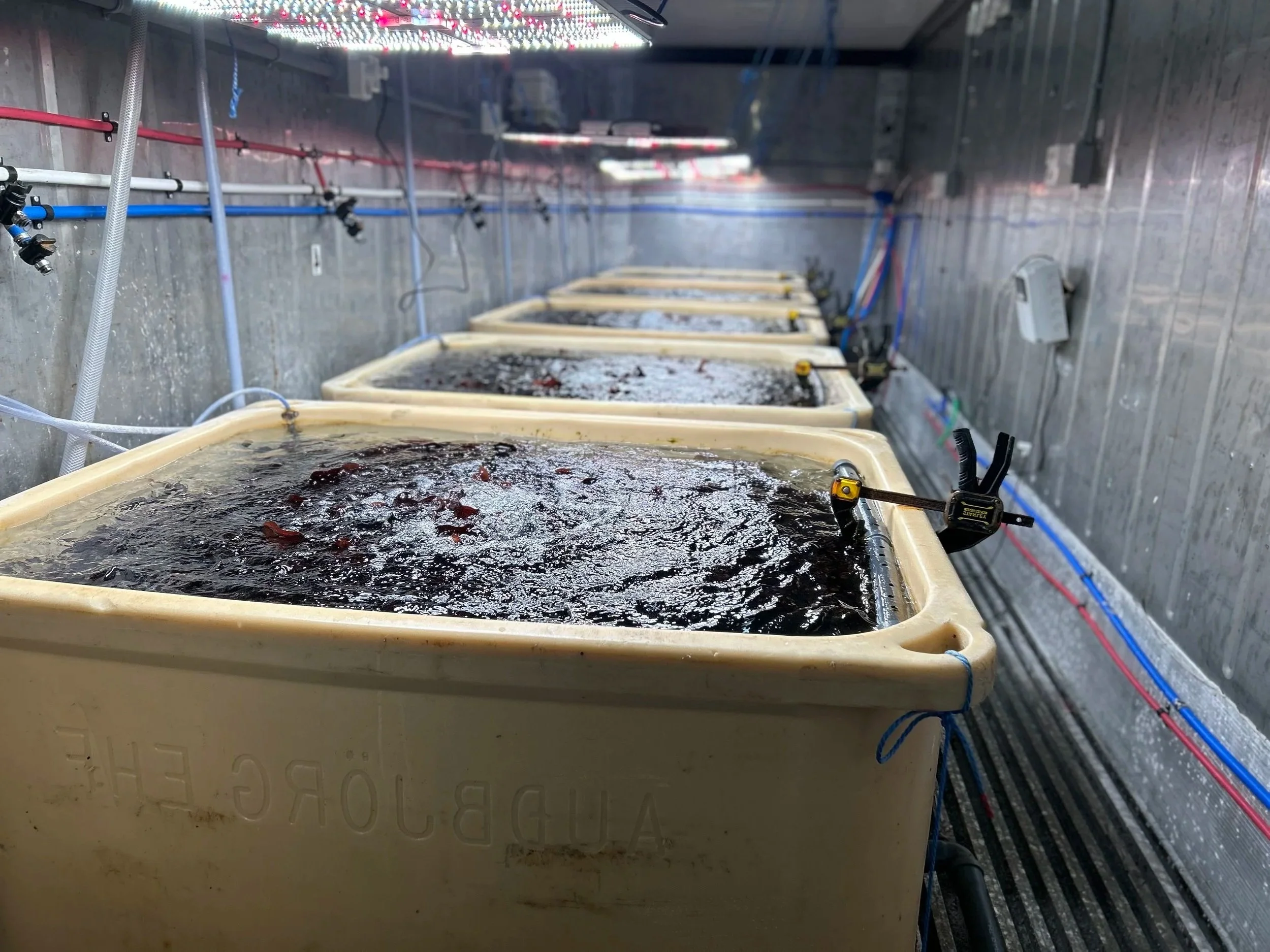 A row of tanks with water and equipment cultivating seaweed or dulse