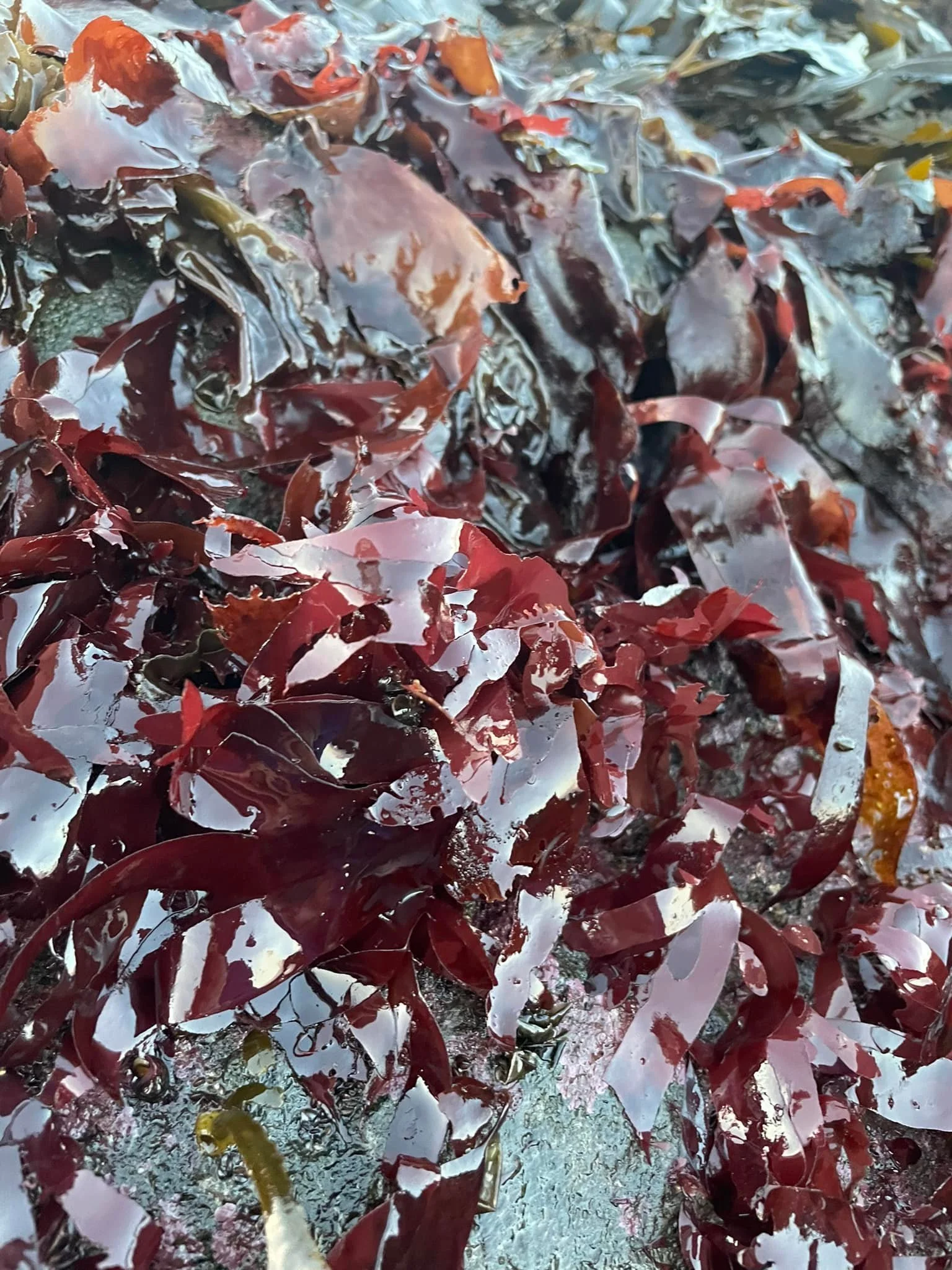 Close-up of wet, shiny red, brown, and green seaweed or algae on a surface.