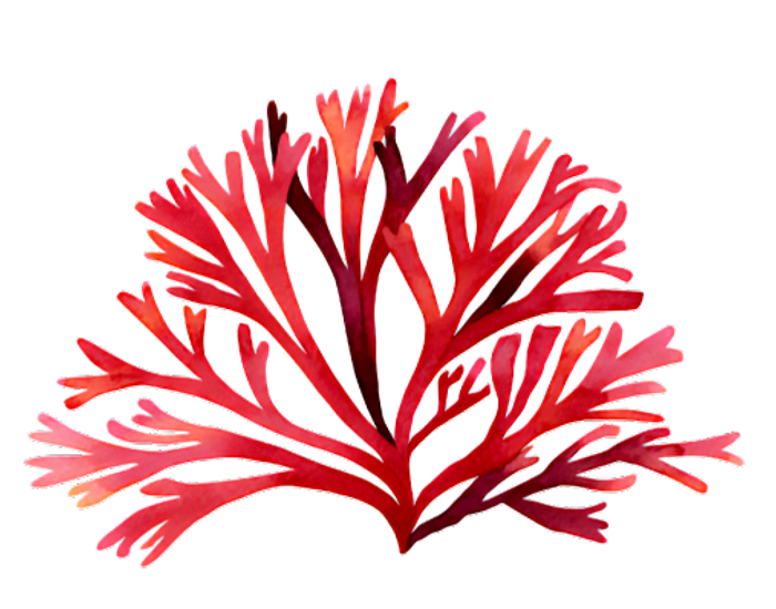 Red sea fan coral with branching structure on a black background.
