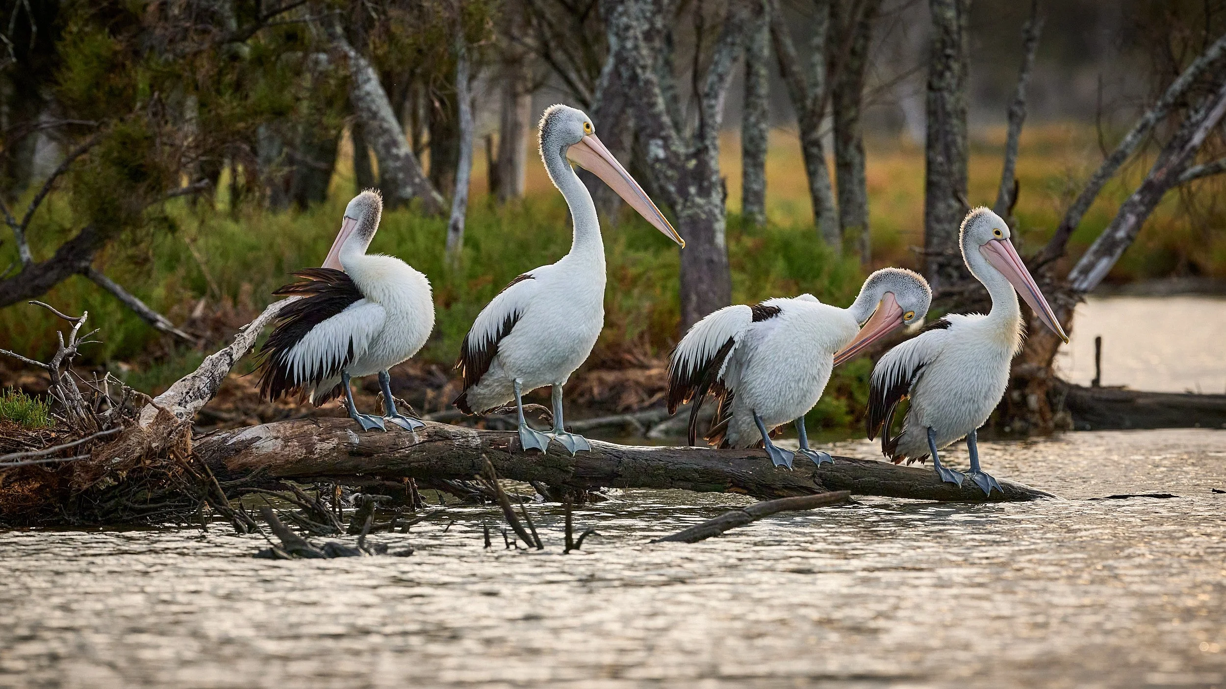 Four pelicans standing on a fallen tree trunk in water, surrounded by a marshy landscape with trees in the background.