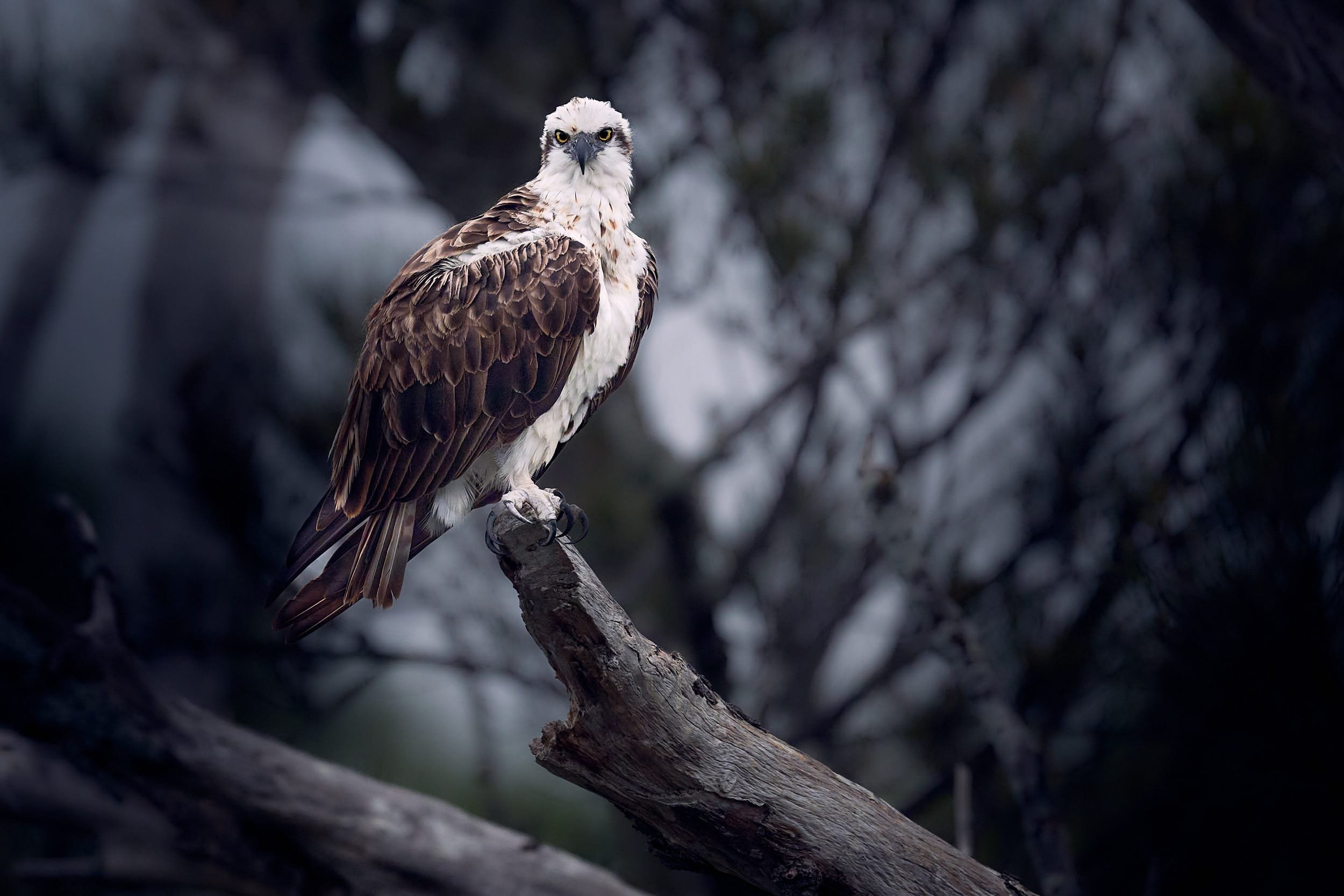 Eastern Osprey
