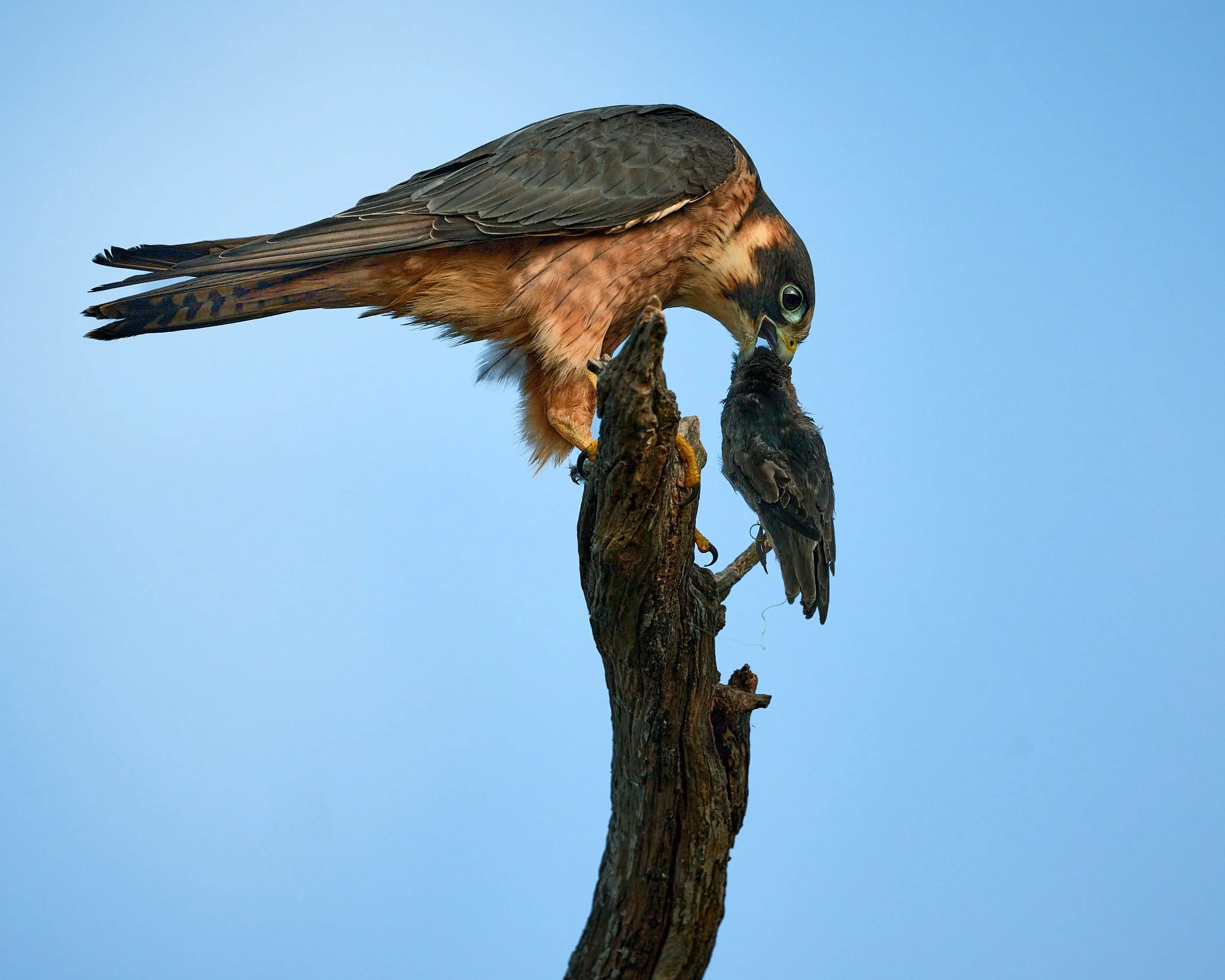 Australian Hobby with caught prey