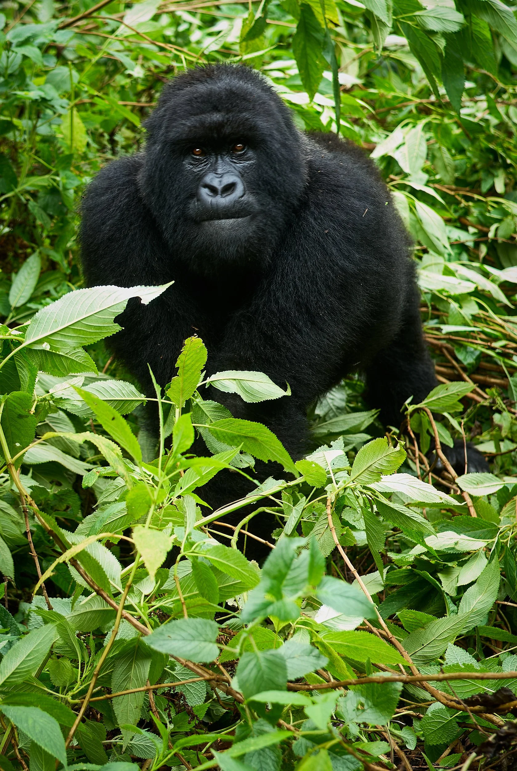 Female Mountain Gorilla, Vironga Mountains, Rwanda 