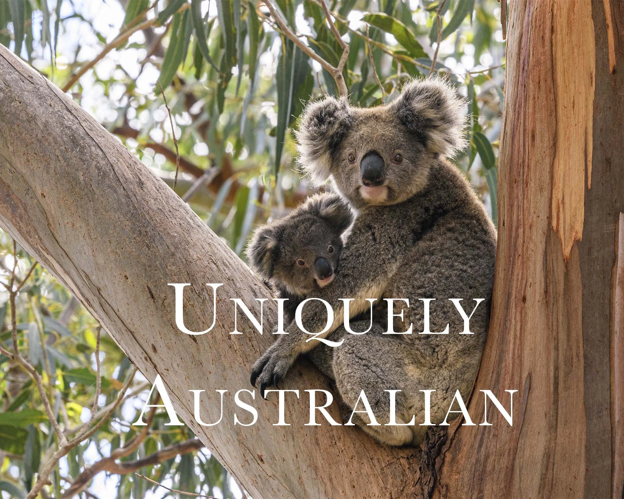 Australian Koala