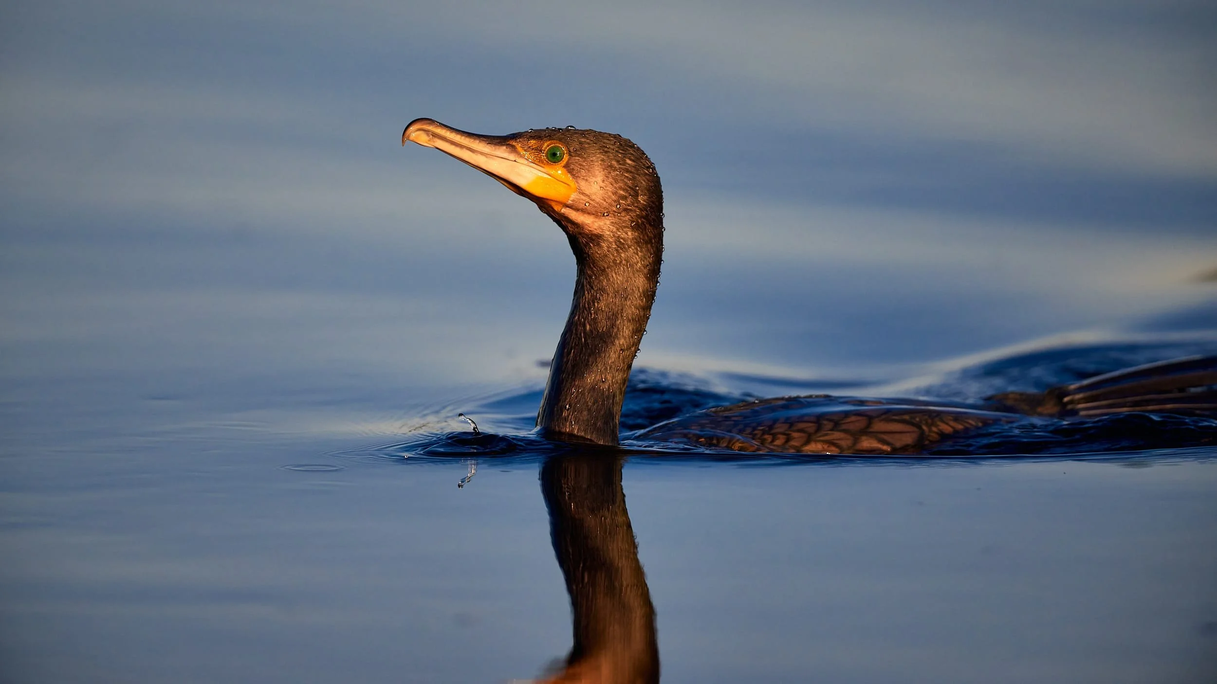 Little Balck Cormorant