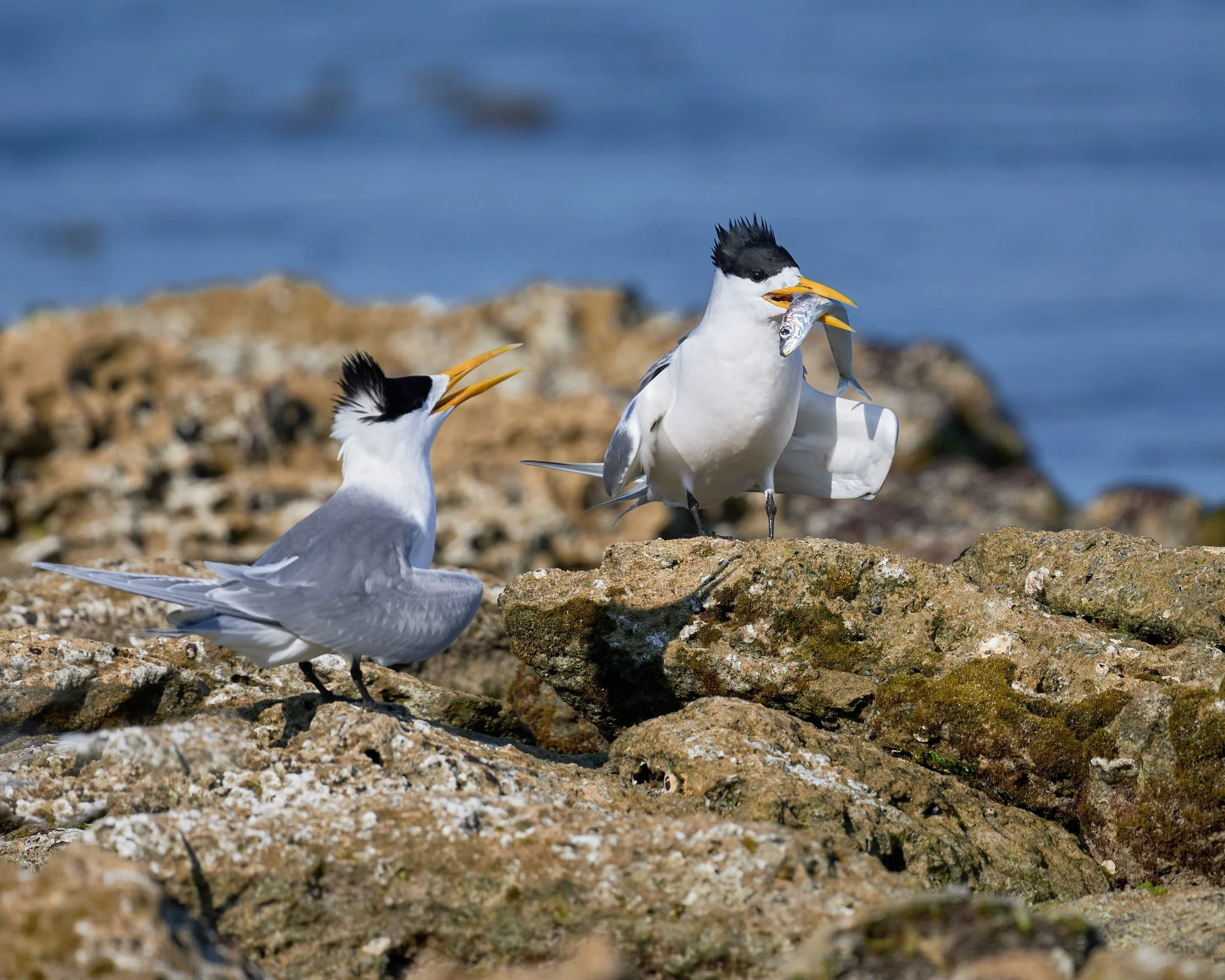 Crested Tern with a caught fish
