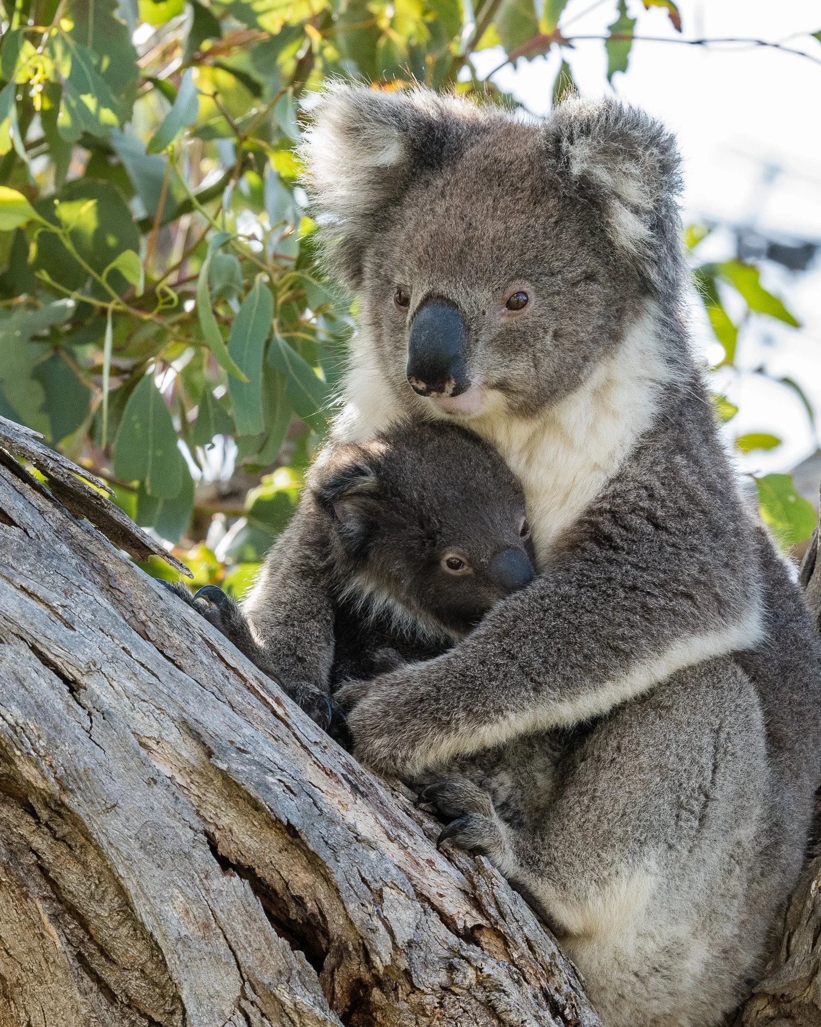Female koala with a joey