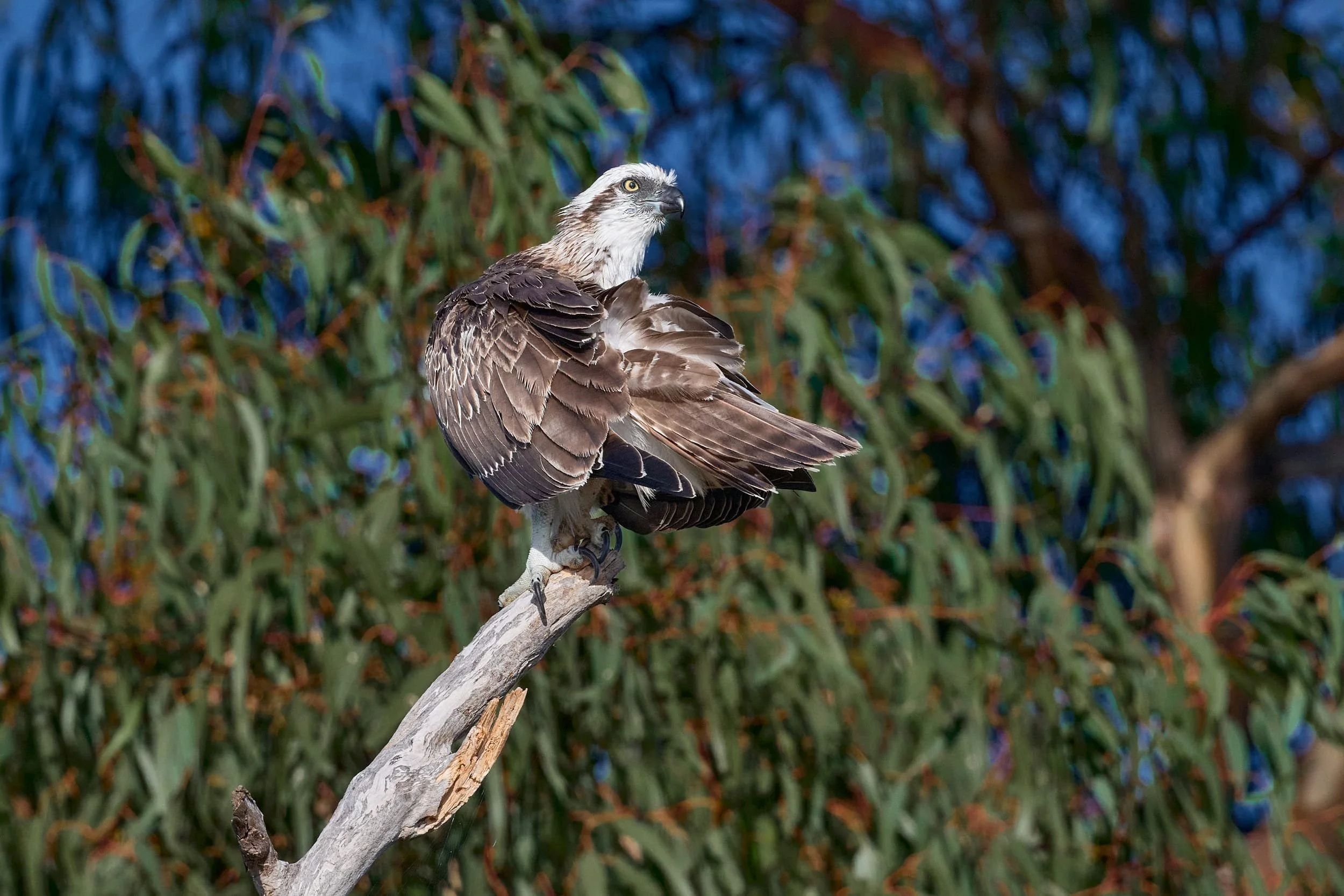 Australian Eastern Osprey