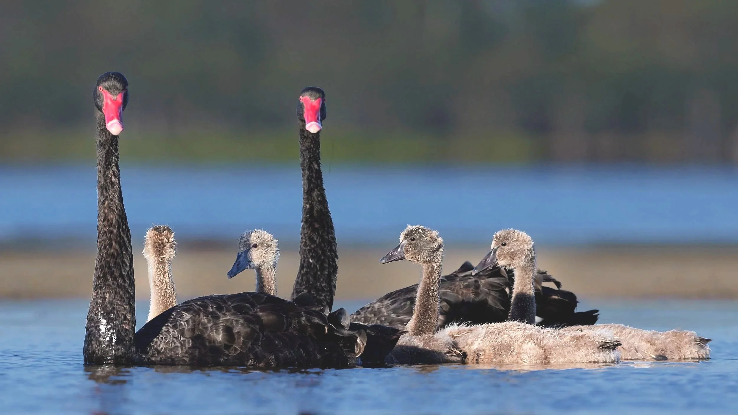 Black Swans with Cygnets