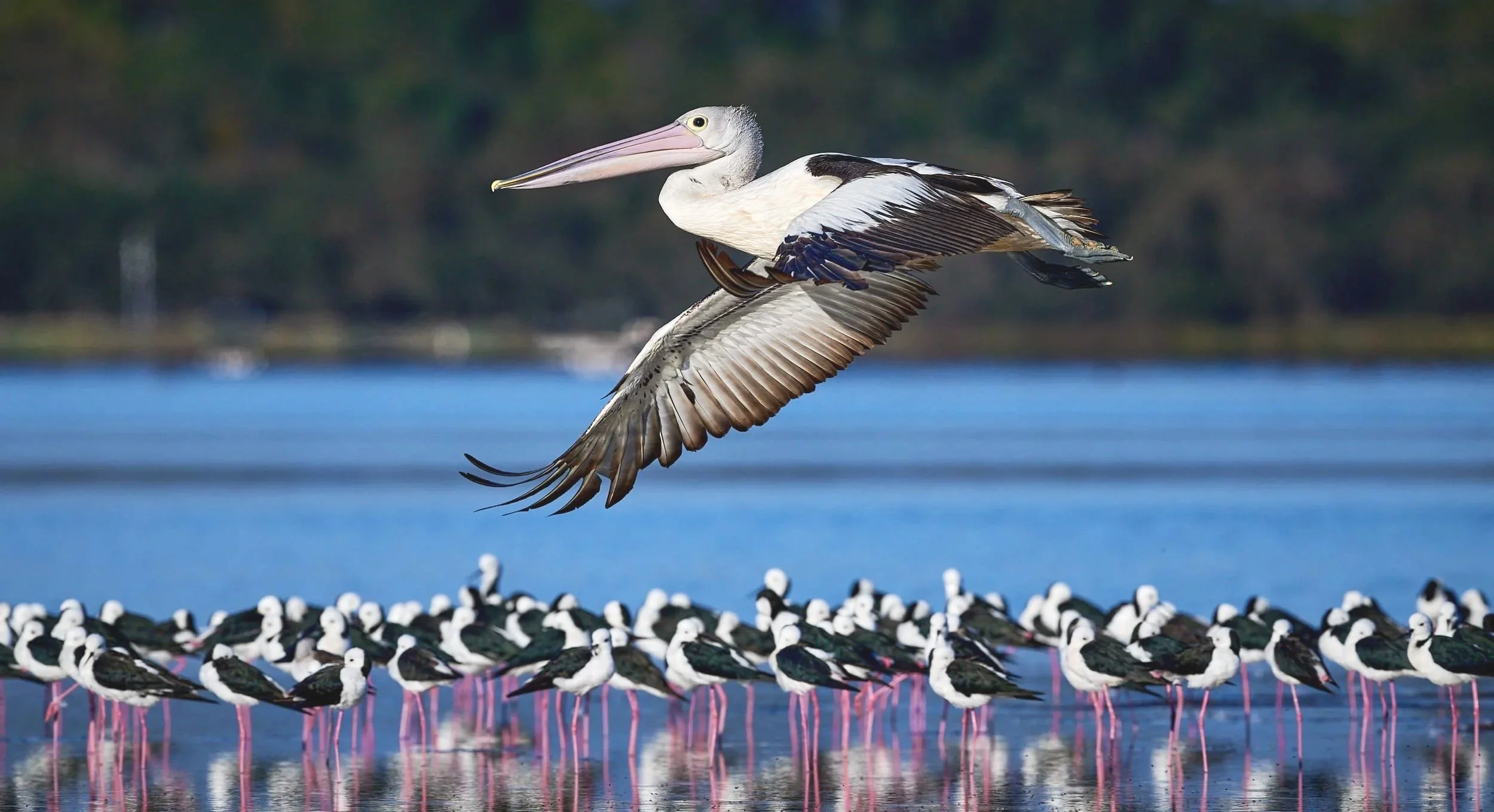Australian Pelican and White Headed Stilts