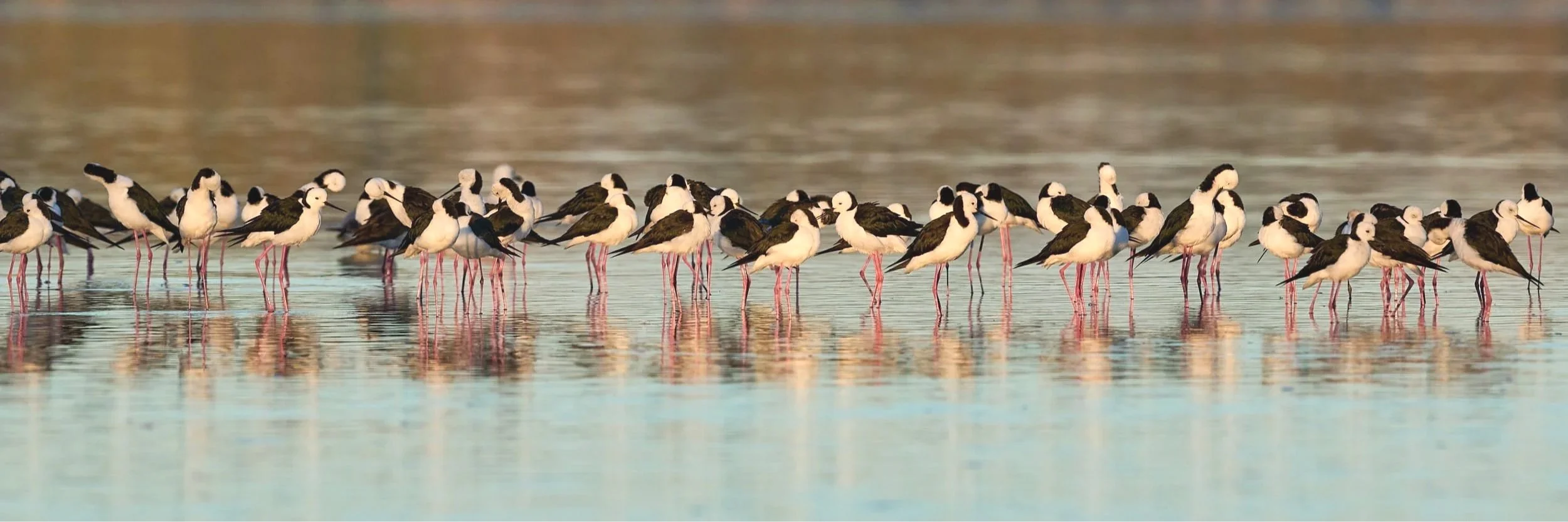 White 
headed Stilts