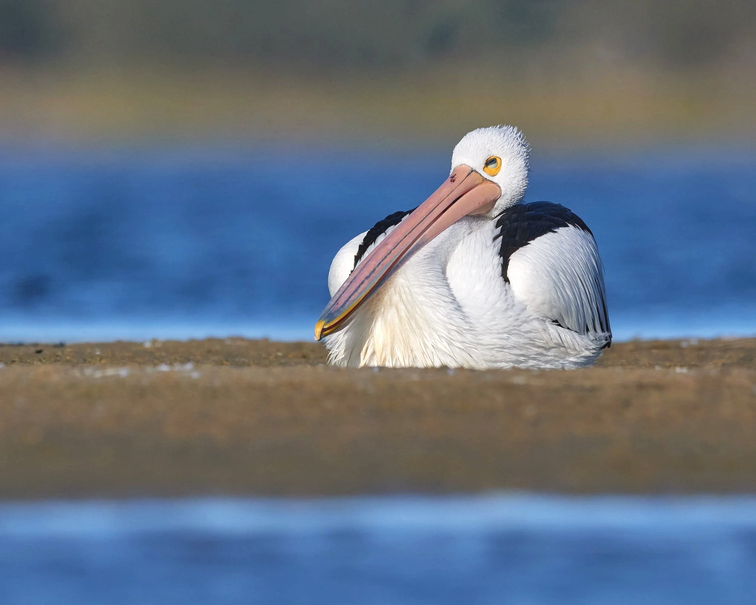 Australian Pelican