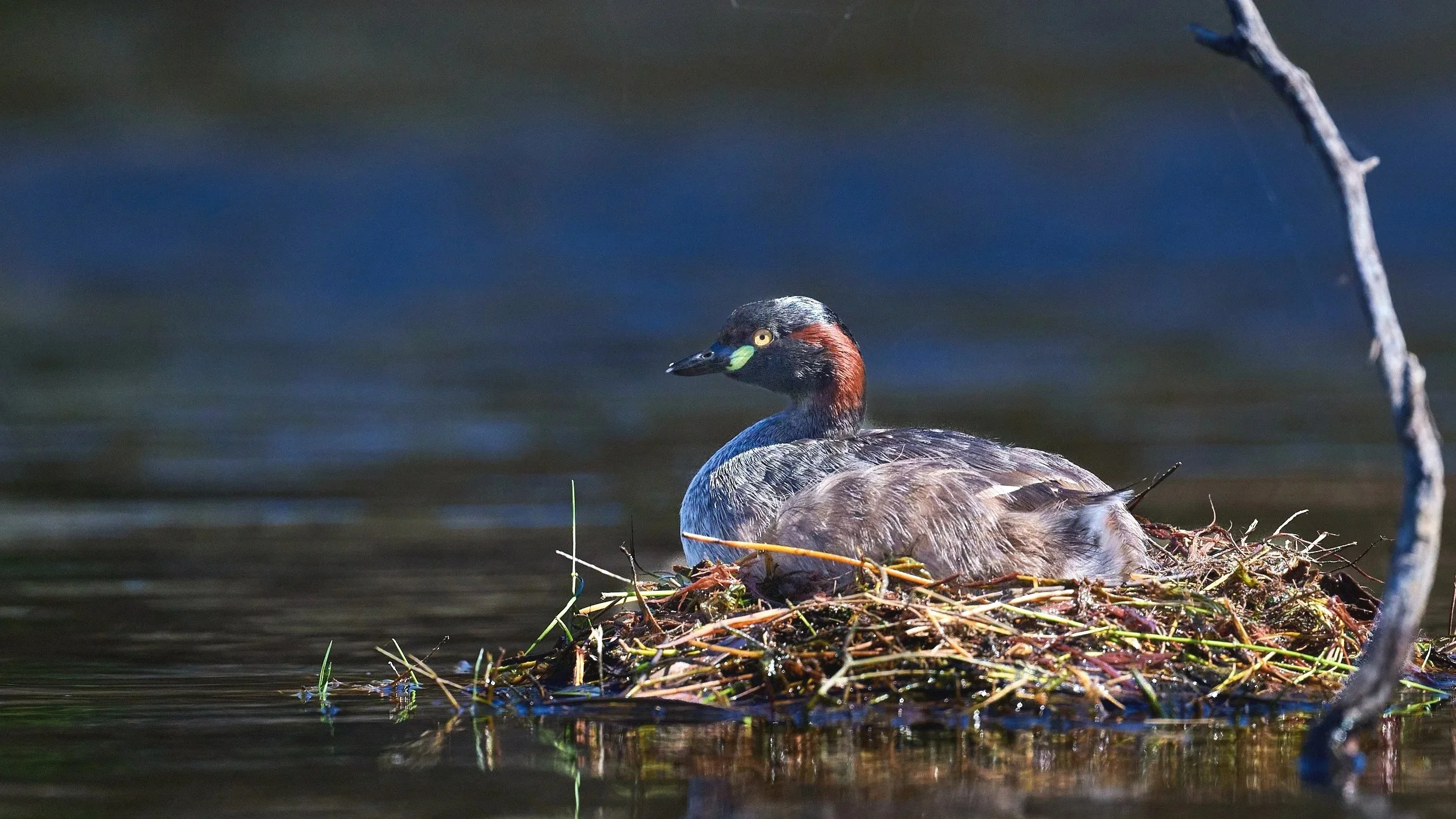 Australasian grebe sitting on a nest made of twigs and grass on a body of water.