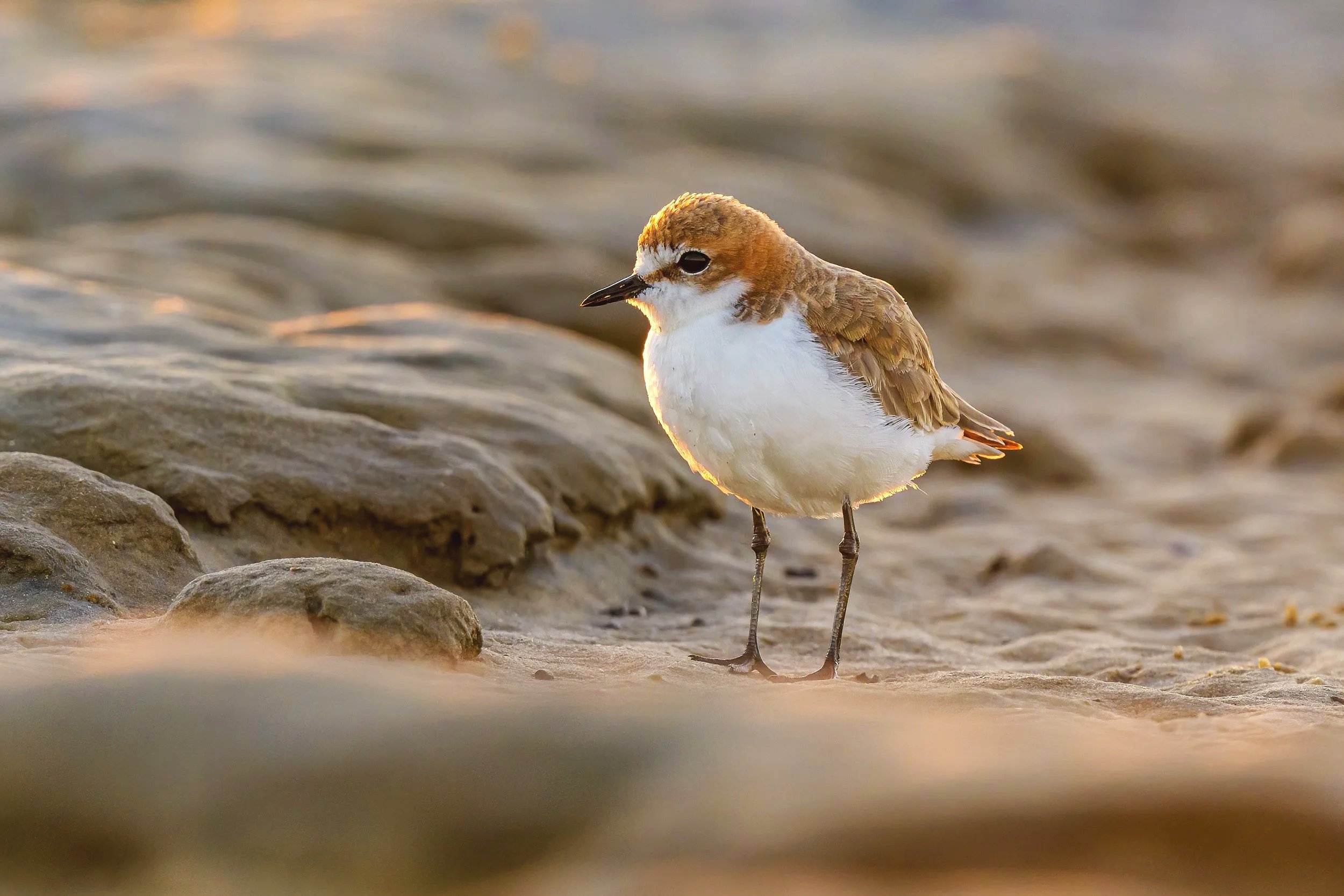 Red-capped plover standing on a sandy surface near rocks, golden hour lighting.