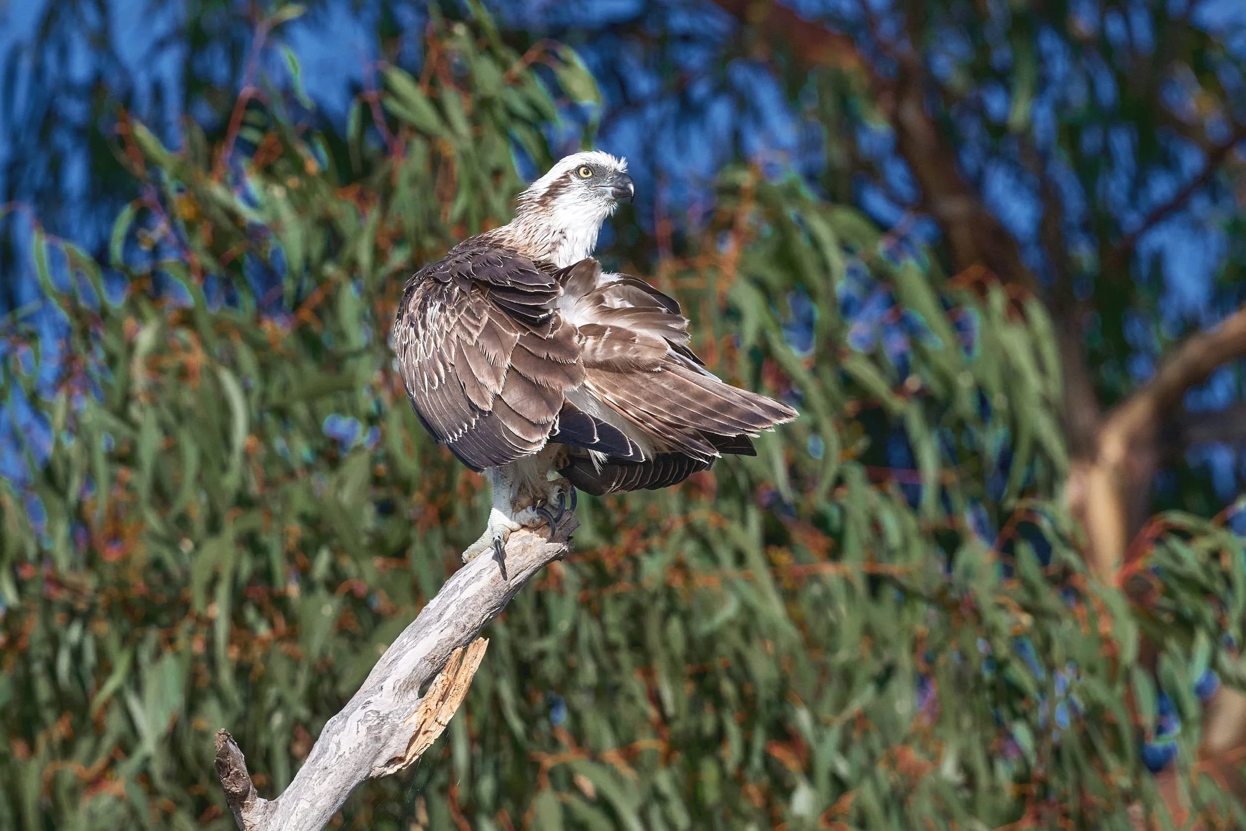 davidbuddphotography-eastern-osprey.jpg