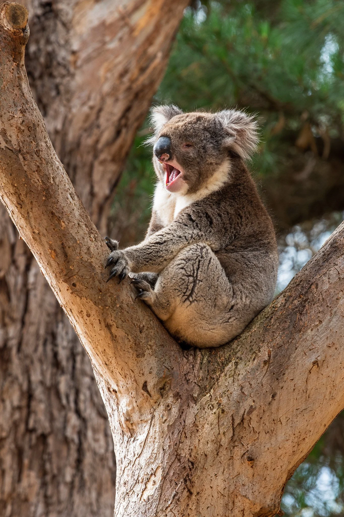 Koala yawning