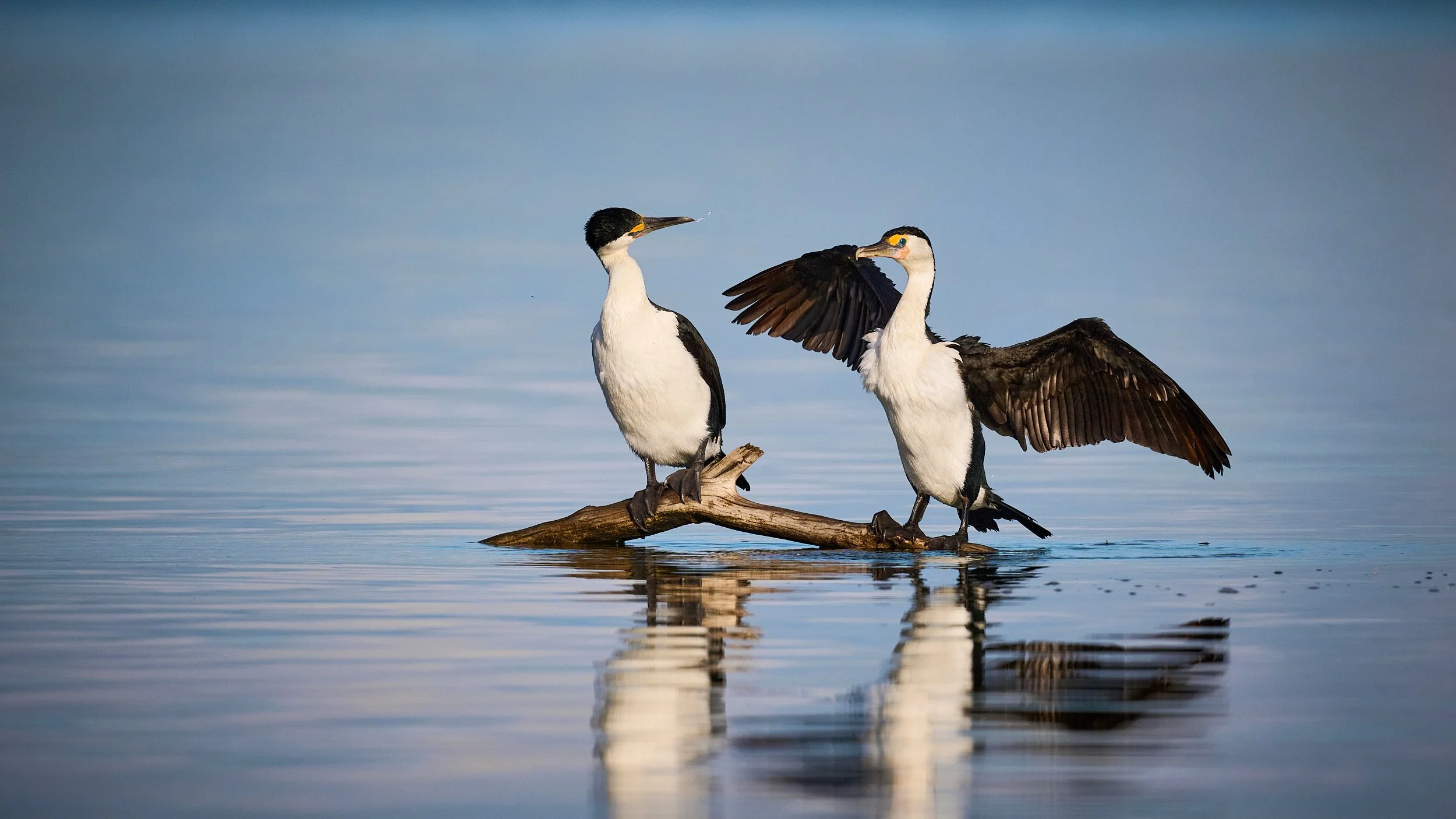 Two Little  Pied Egrets perched on a log in the water in the early morning just after sunrise