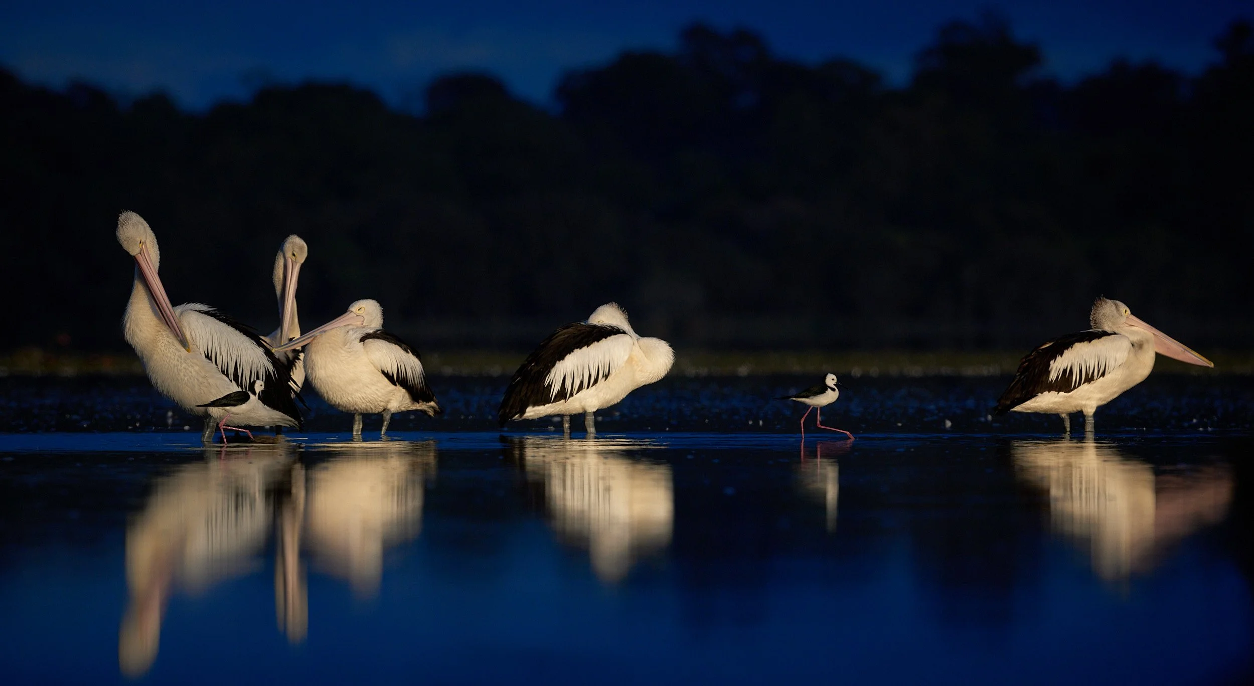 Six pelicans and black winged stilt standing in shallow water with dark trees in the background during blue hour