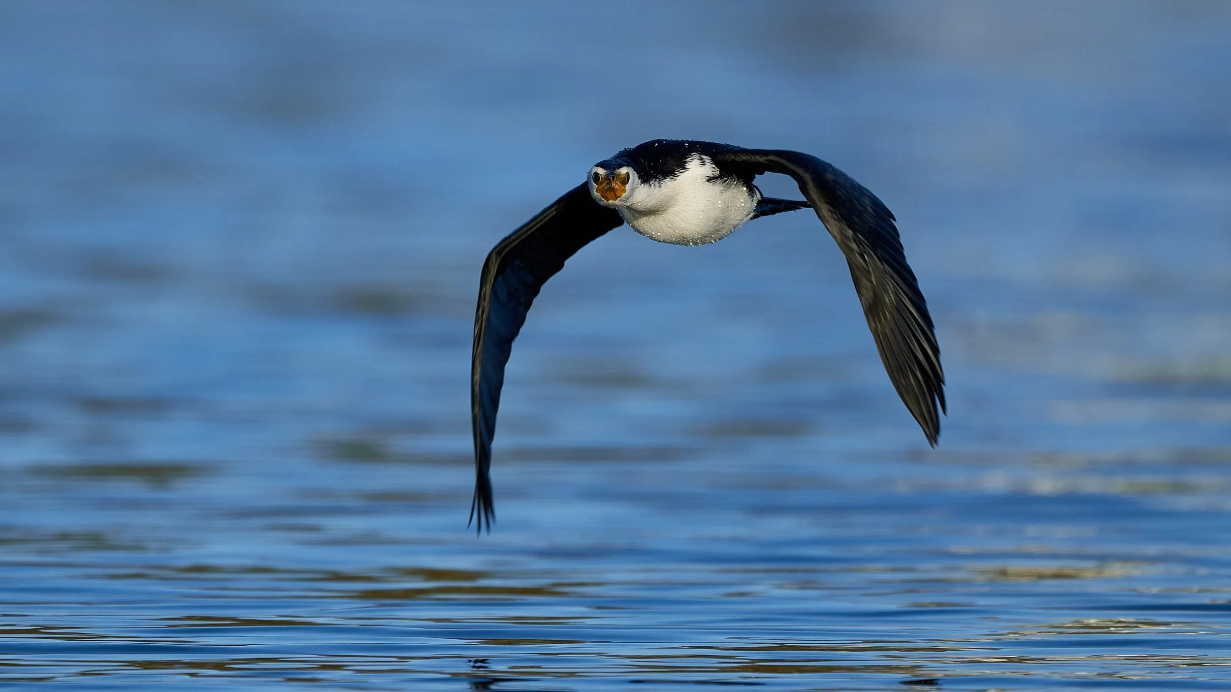 Pied Cormorant inflight