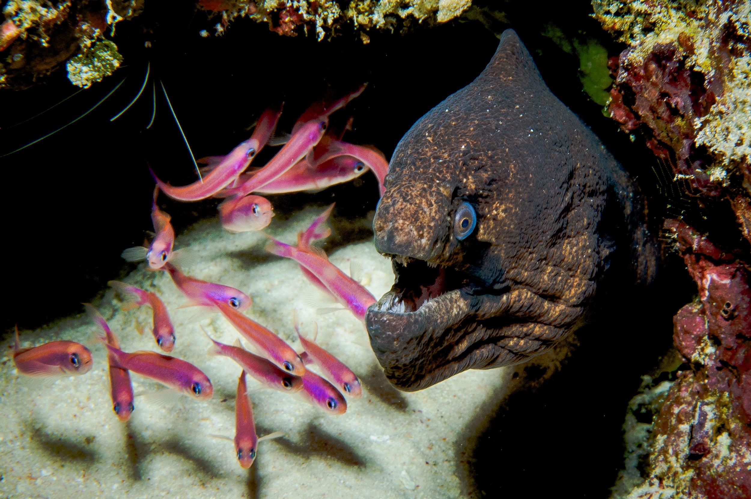 Moray Eel Christmas Island, Western Australia