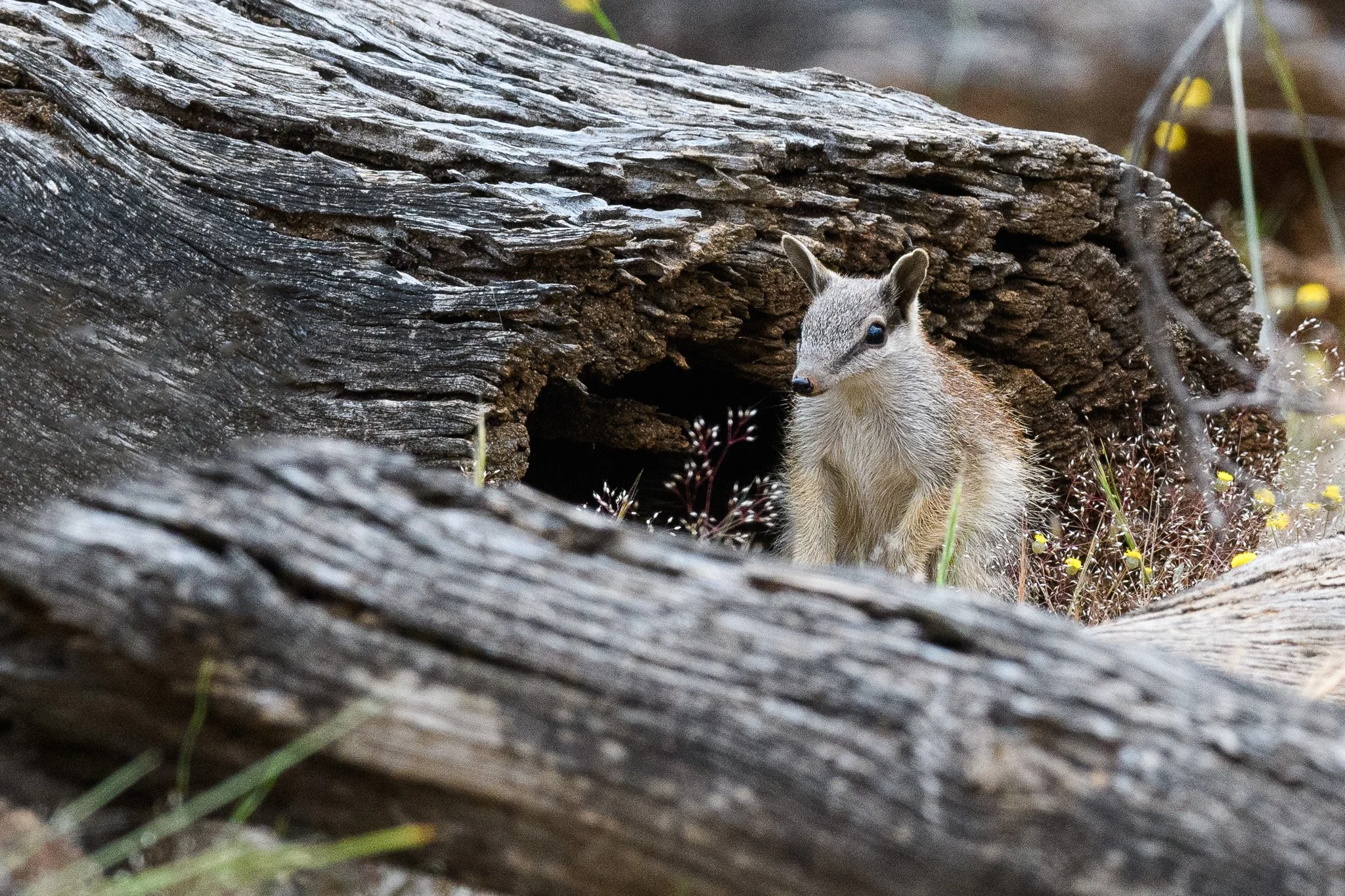 Numbat