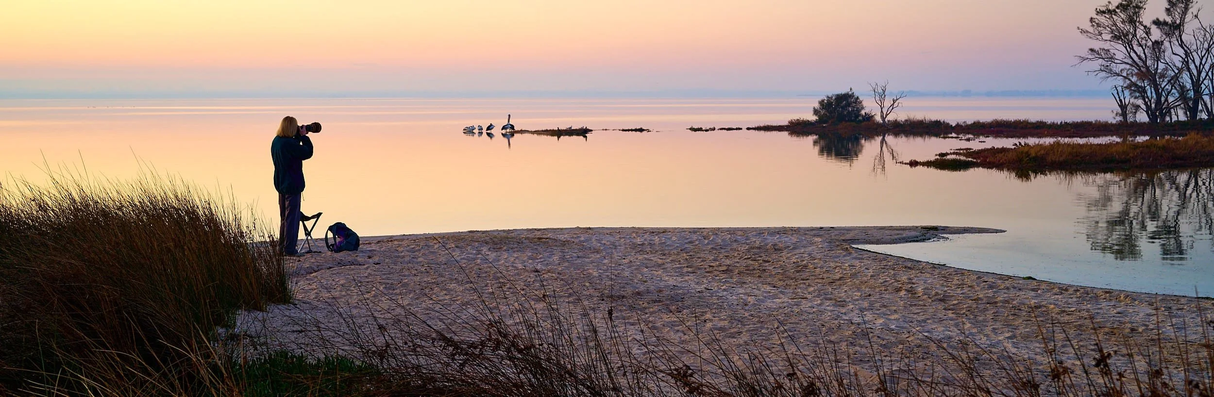 A photographer photographing swans at sunrise Peel-Yalgorup Wetlands, Western Australia