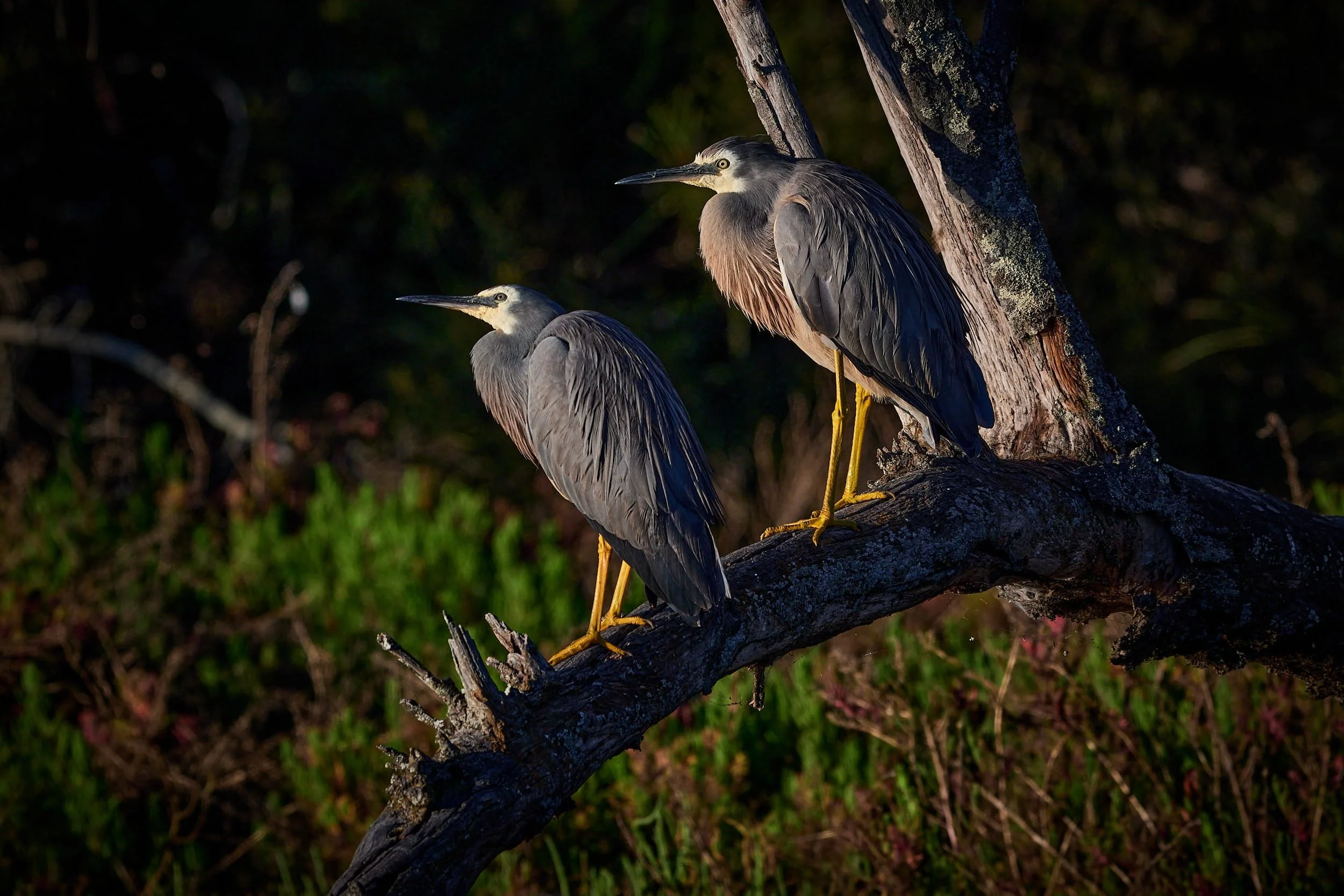 Two White Faced Herons perched on a tree
