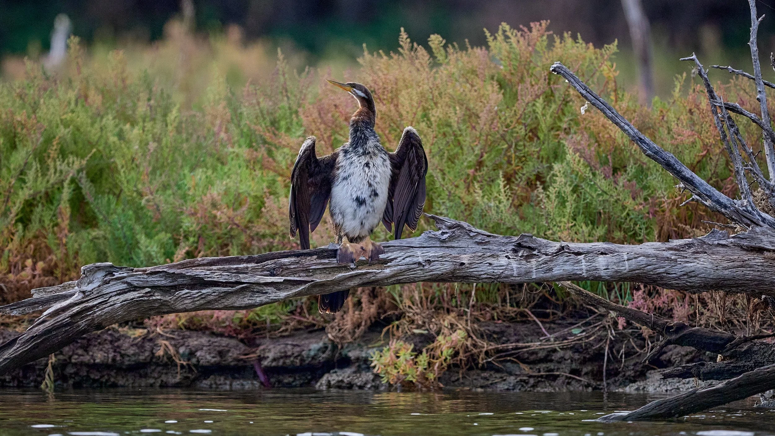 Australian Darter perched on a fallen tree on a river bank while   drying its wings