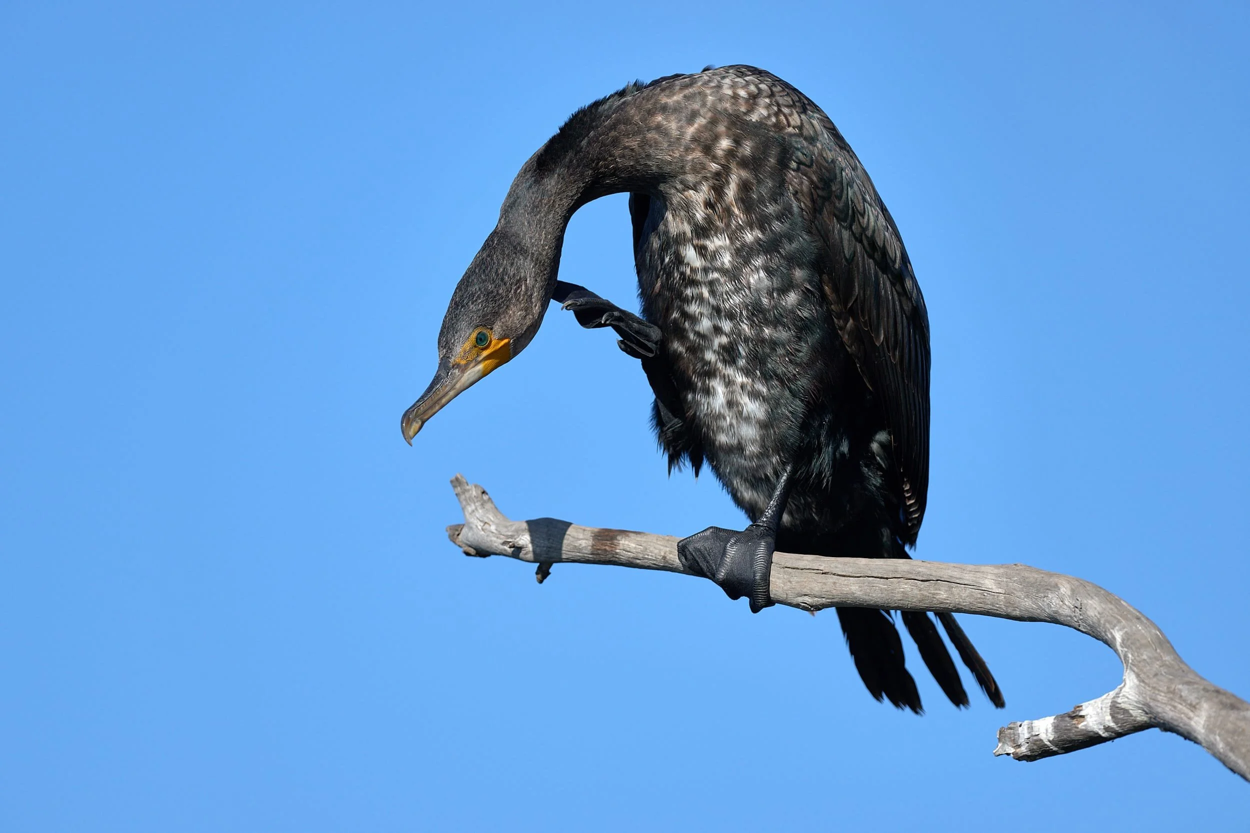 Great Cormorant
