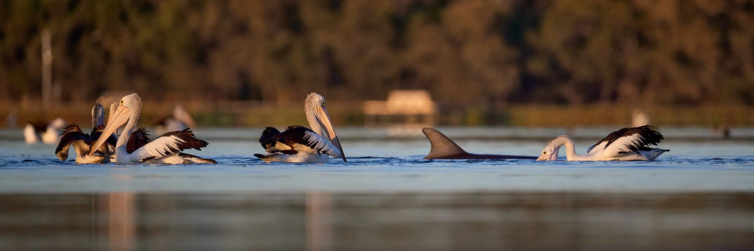 Australian Pelicans and Bottlenose Dolphin