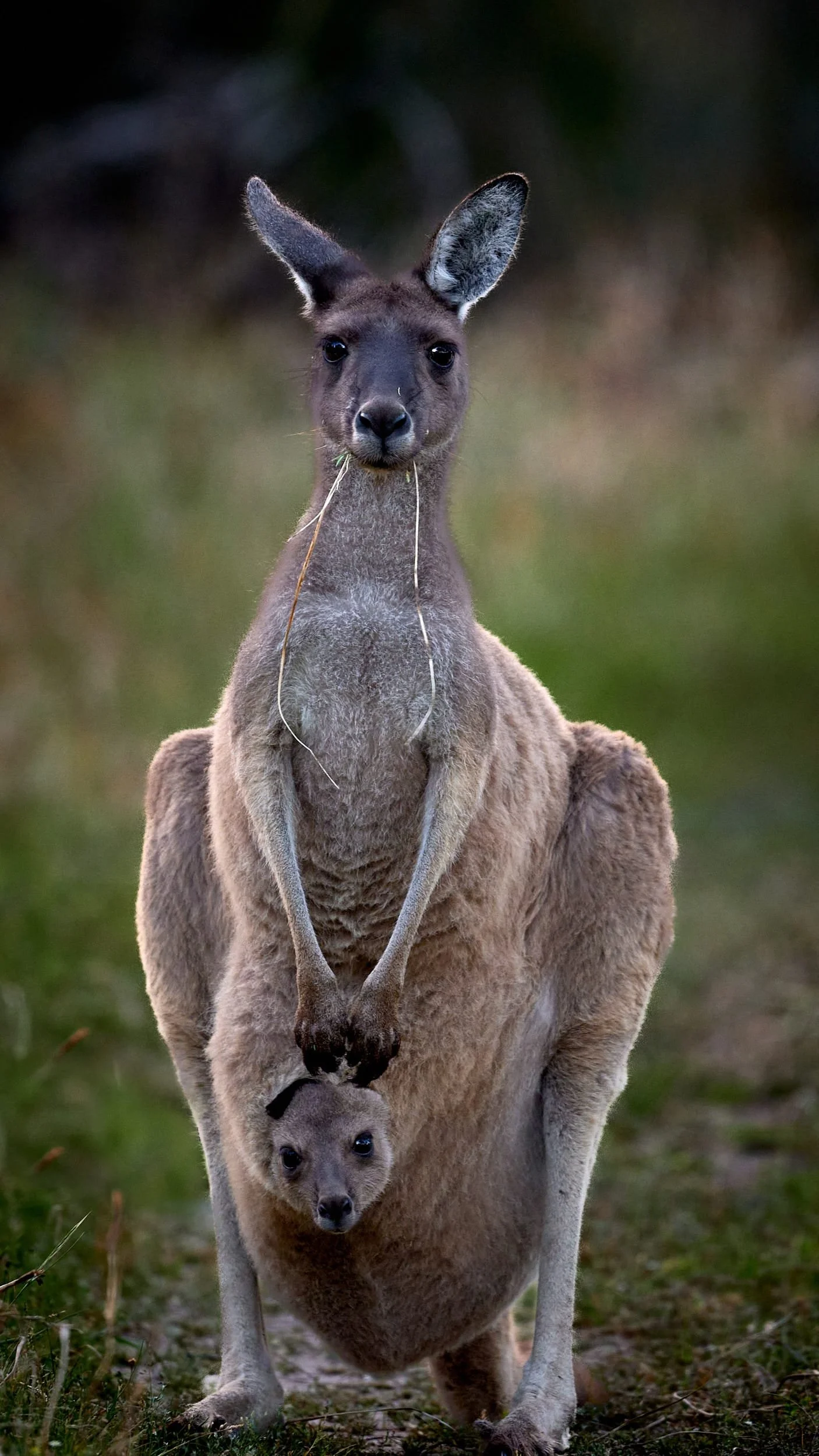 Female western grey kangaroo with a joey in the pouch