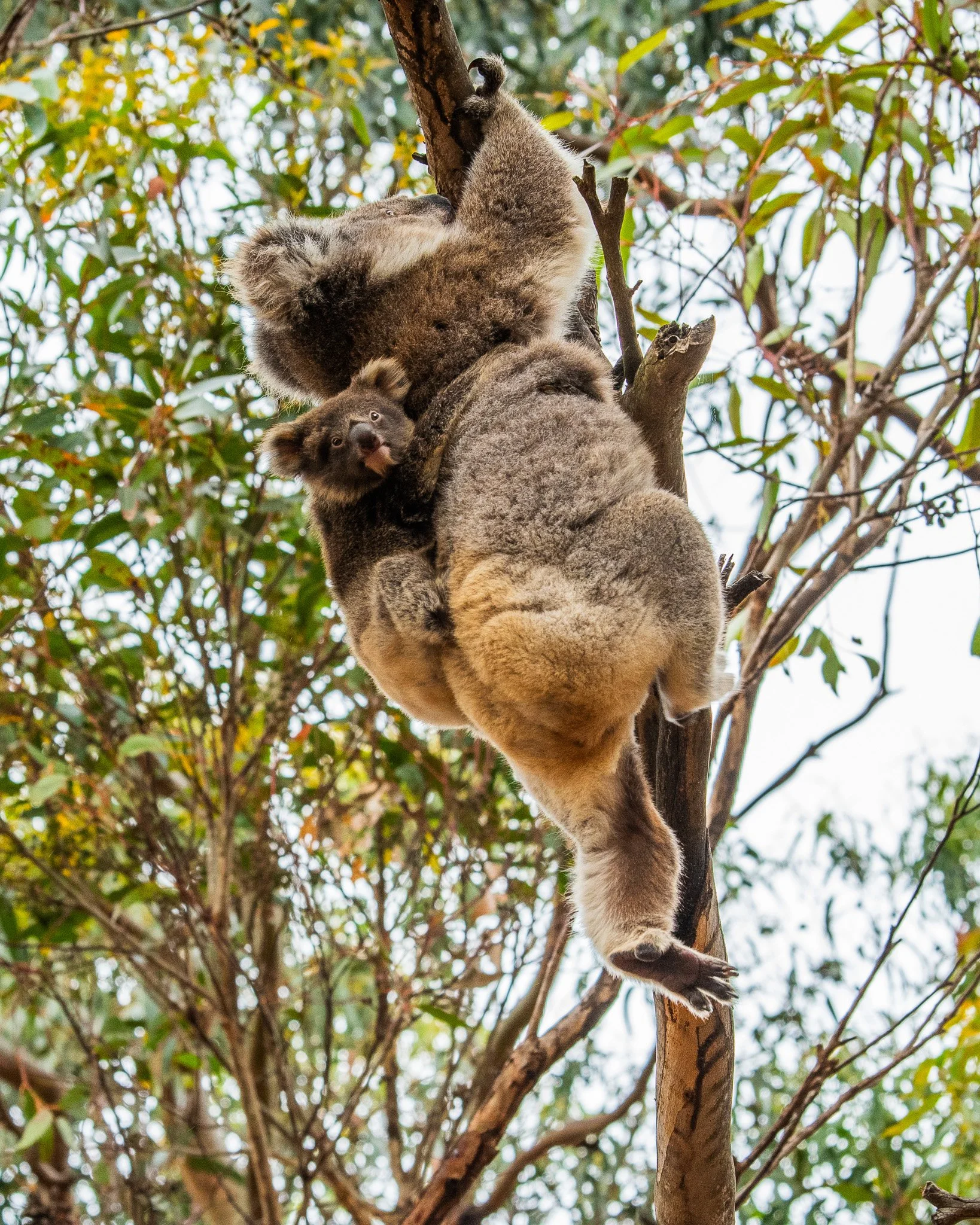 Koala with a joey