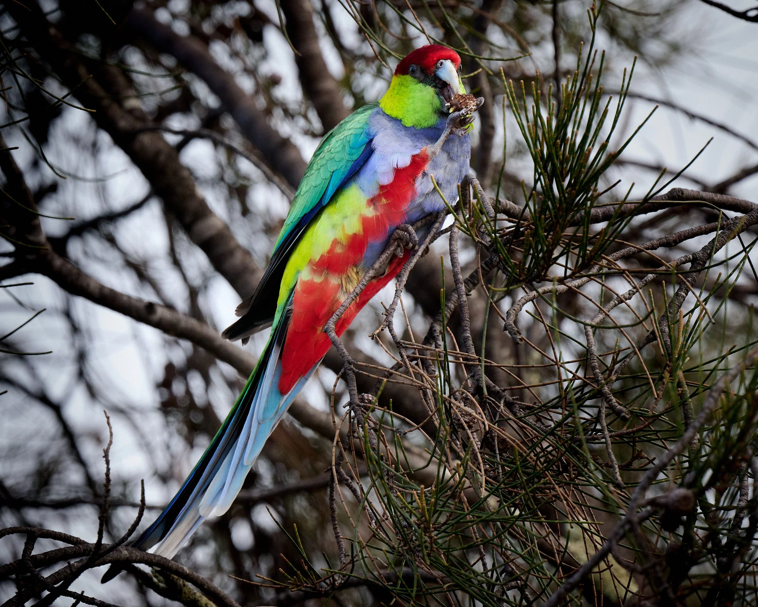 Red Capped Parrot feeding on the seeds of Casuarina tree