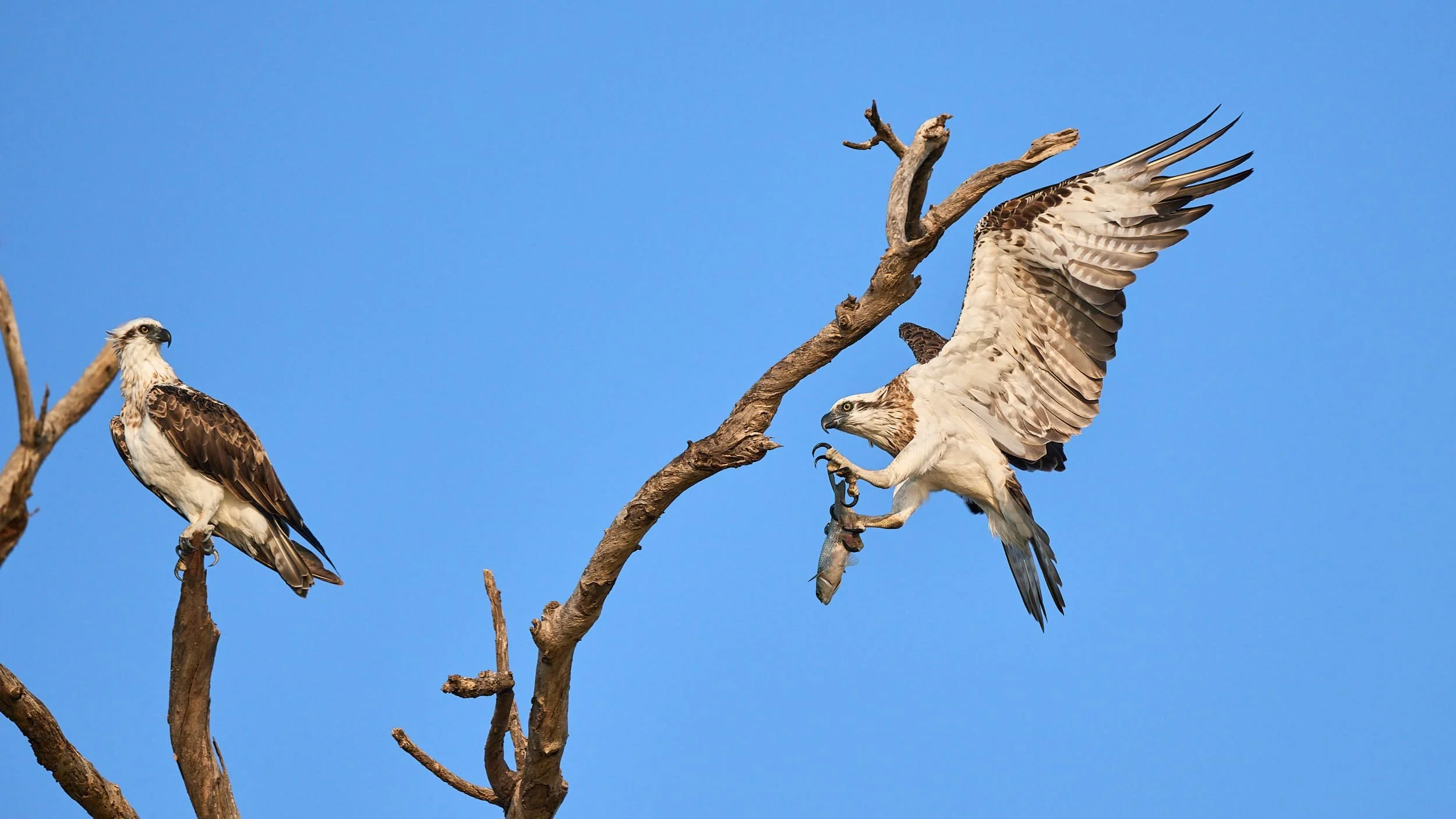 Eastern Osprey with caught fish