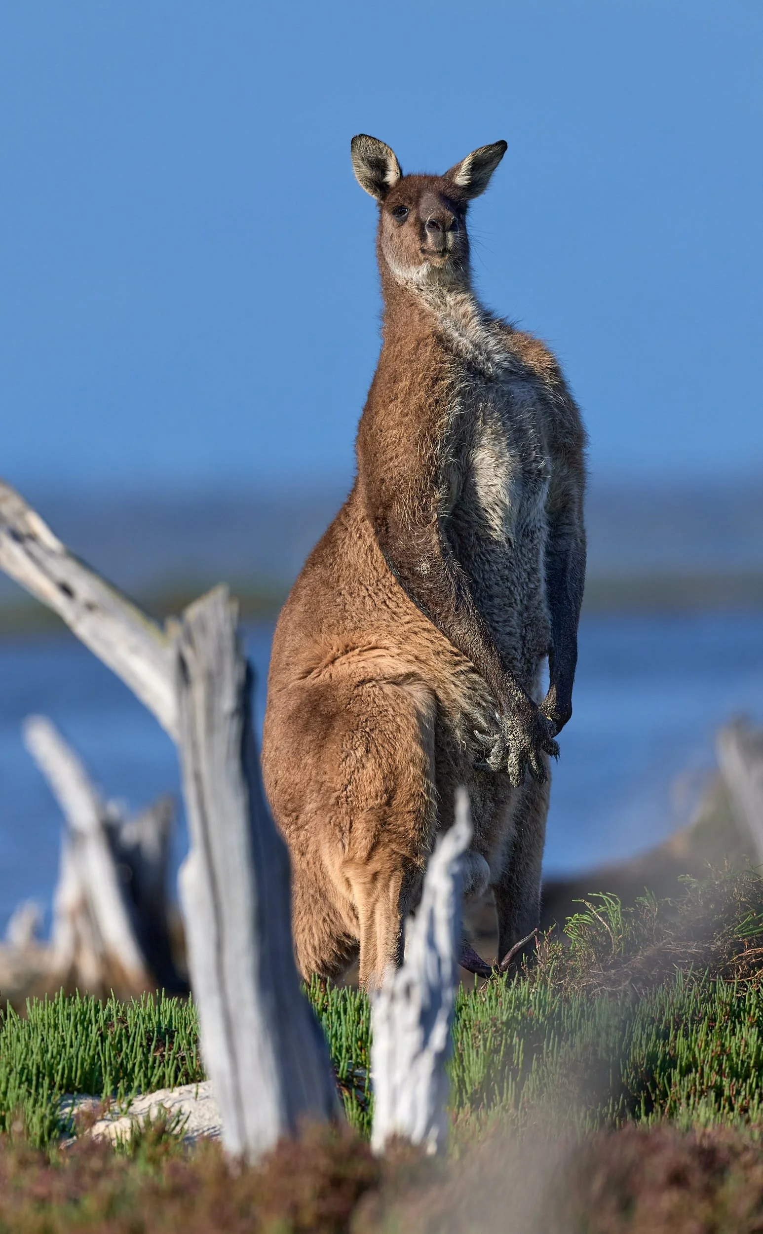 Large male (boomer) western grey kangaroo
