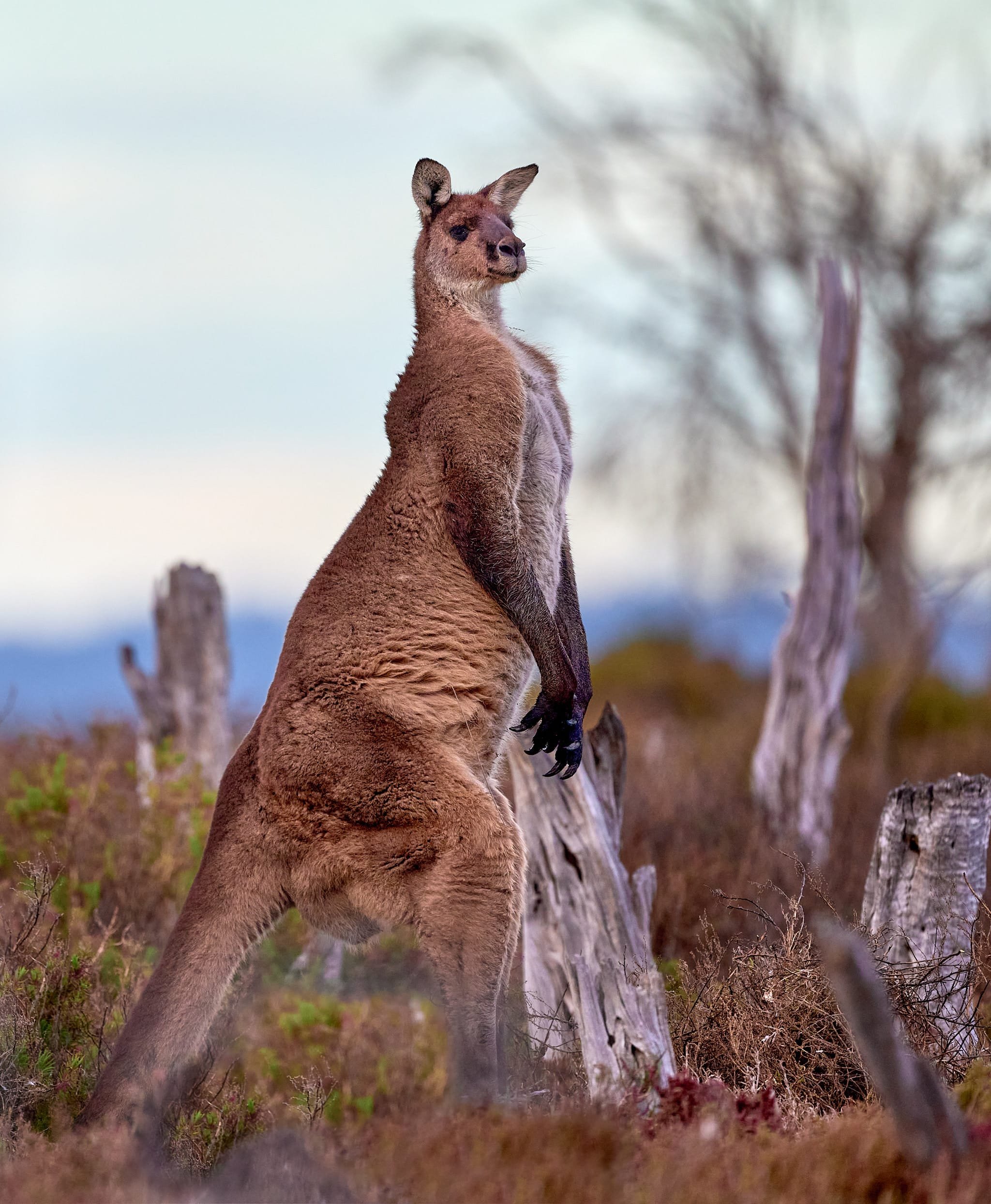 Large male (buck) western grey kangaroo