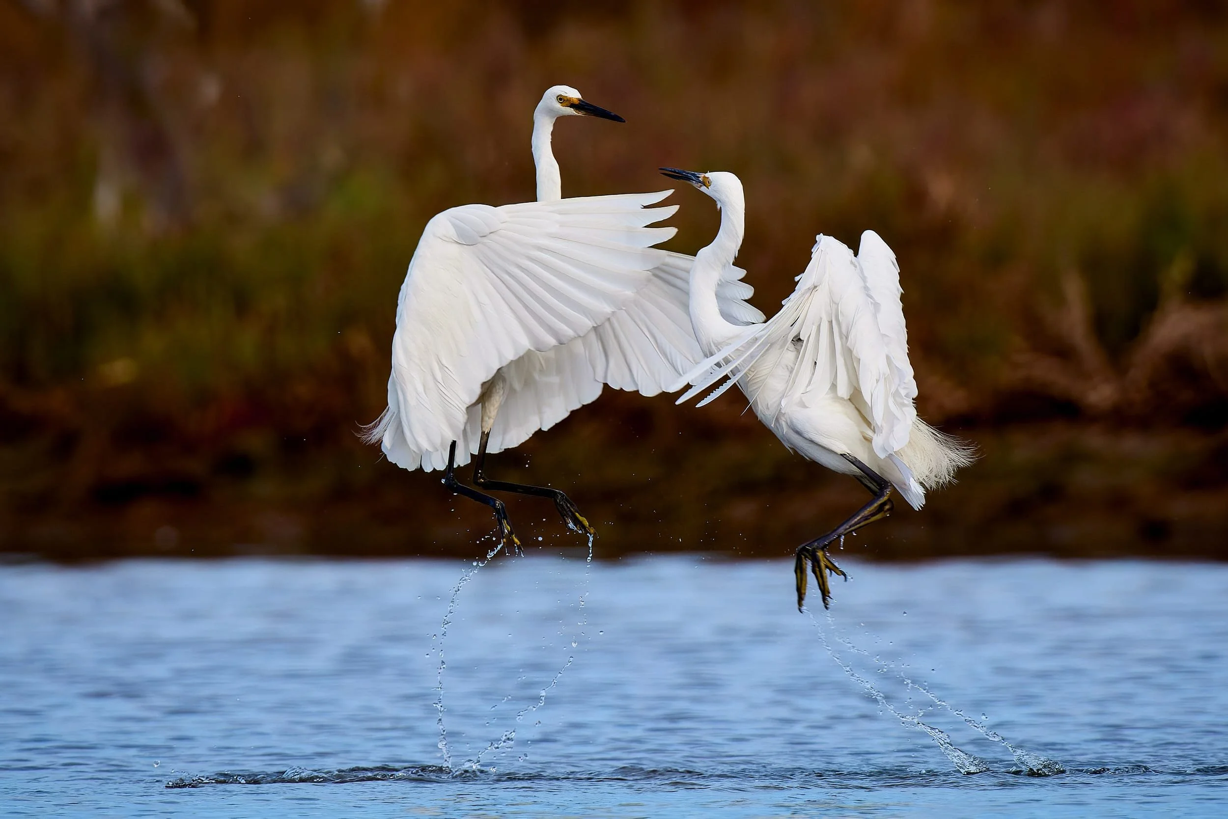Pair of Little Egrets Courtship