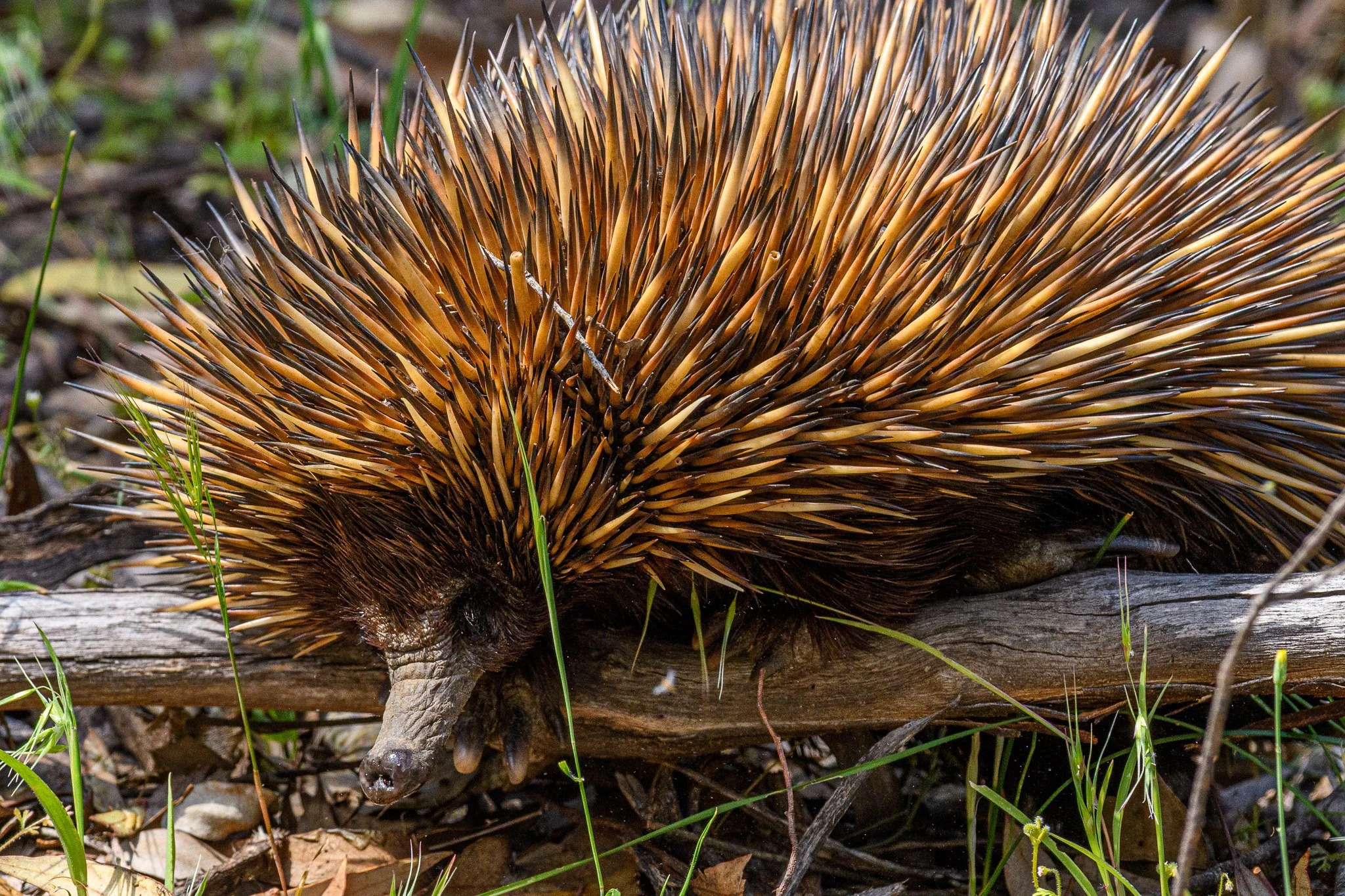Echidna