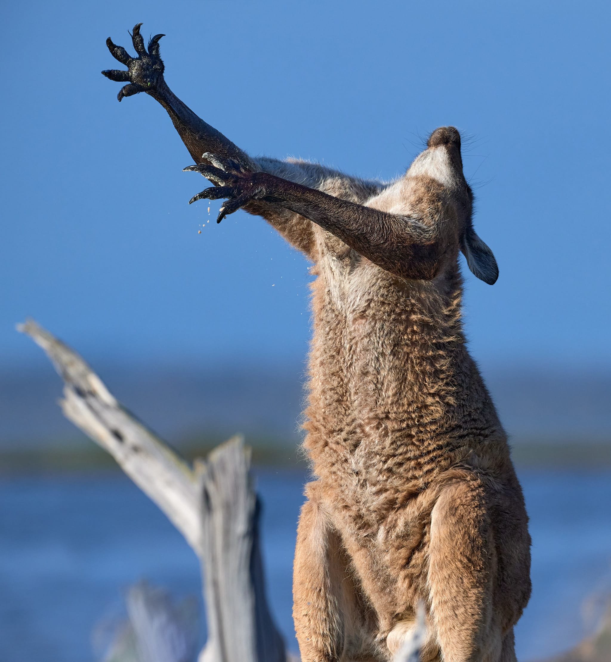 Morning Tai Chi kangaroo style