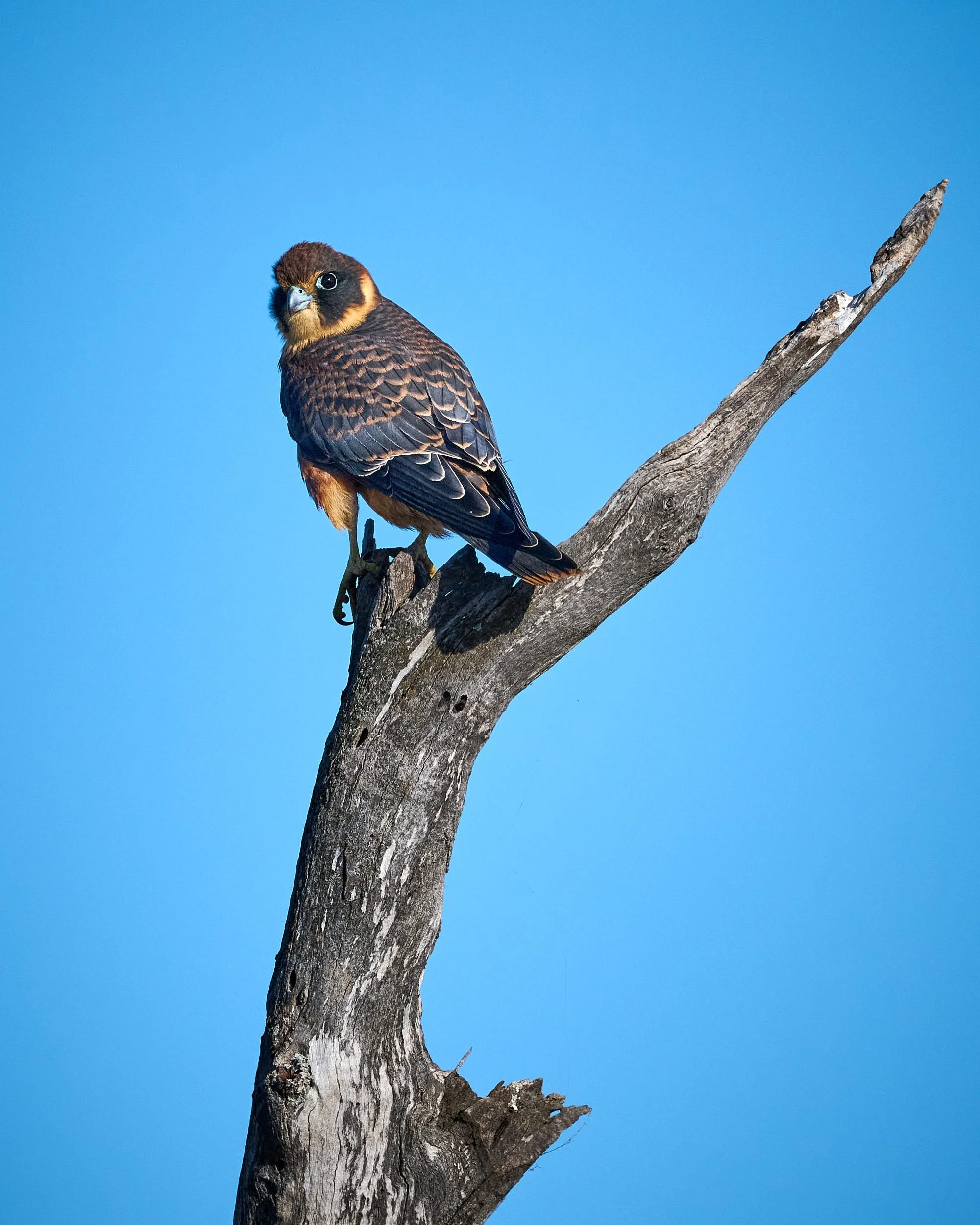 Juvenile Australian Hobby