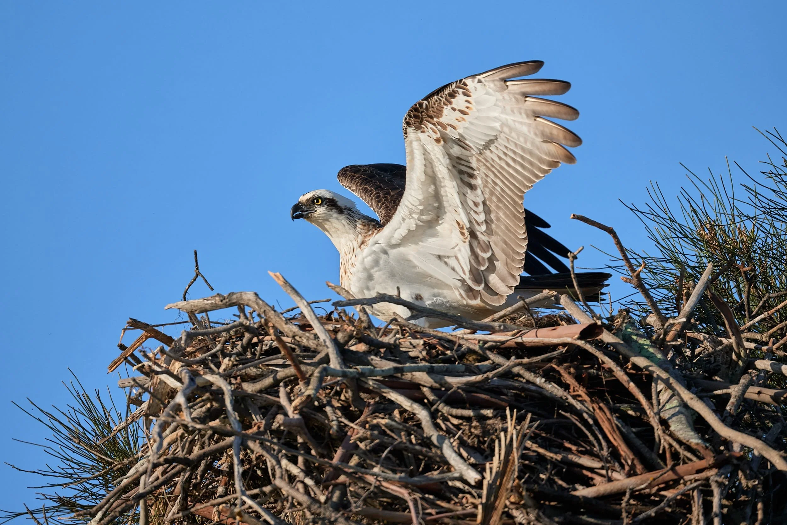 Eastern Osprey Nest Making
