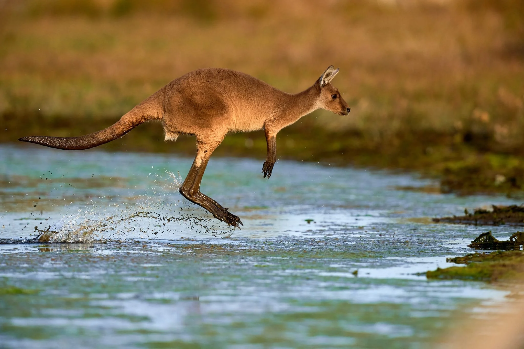 Western grey kangaroo hopping across water