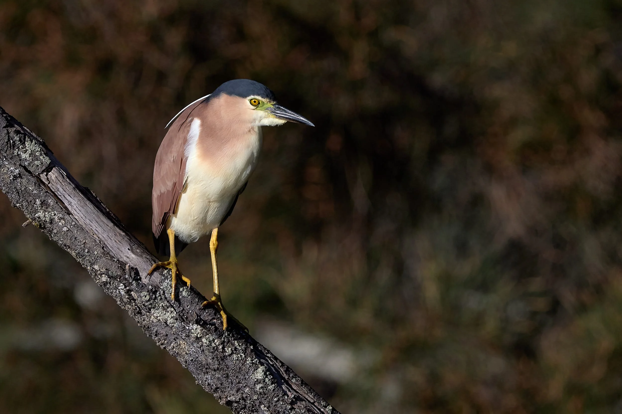 Nankeen Night Heron