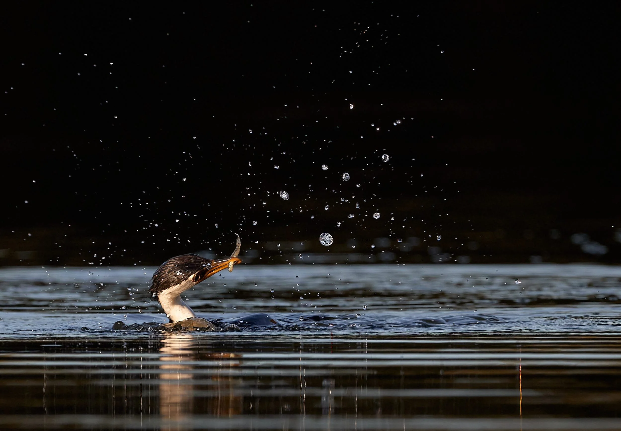 Little pied cormorant catching a fish