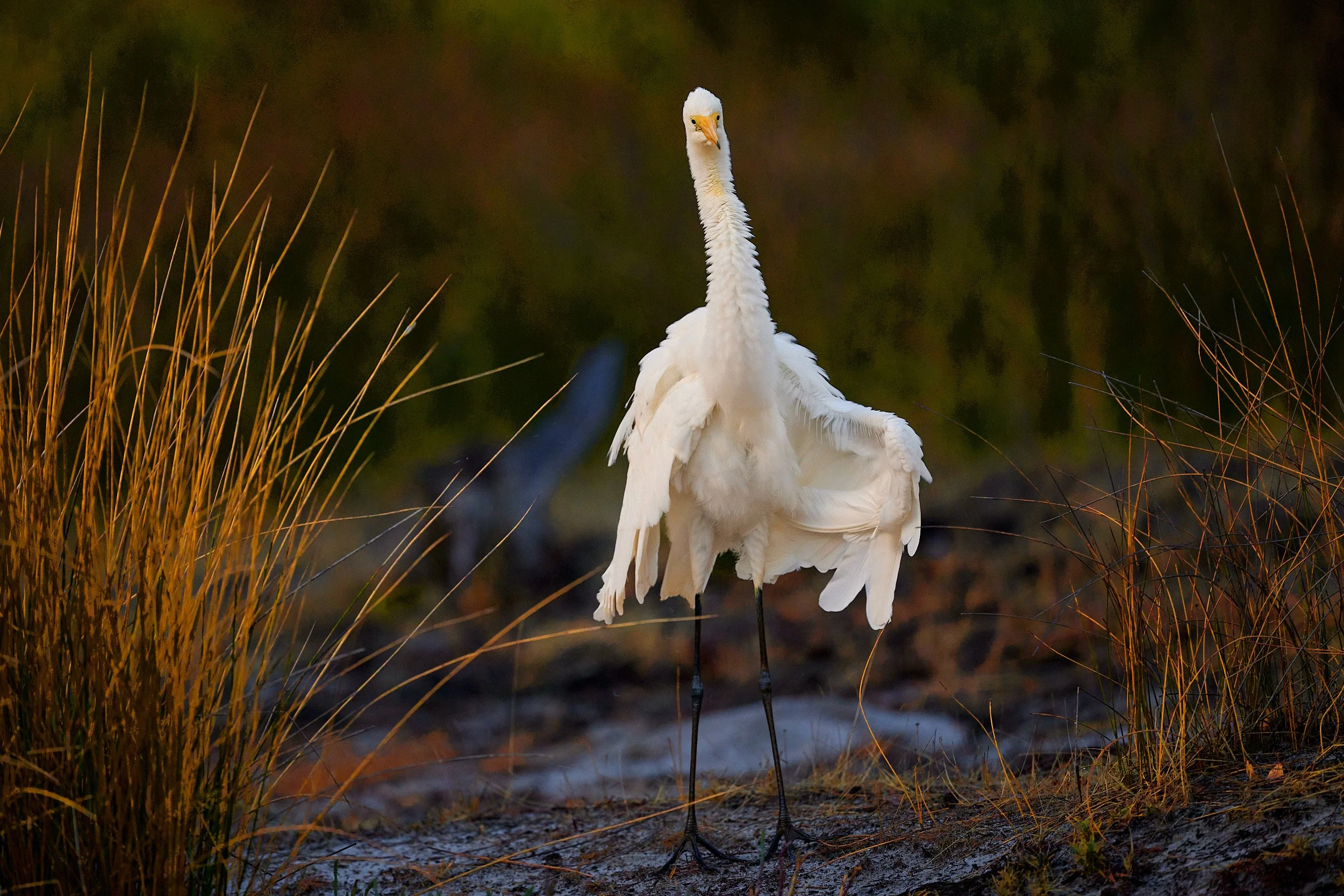 A eastern great egret standing among tall, dry grass and bushes in a natural wetland habitat, with a blurred background of water and vegetation.