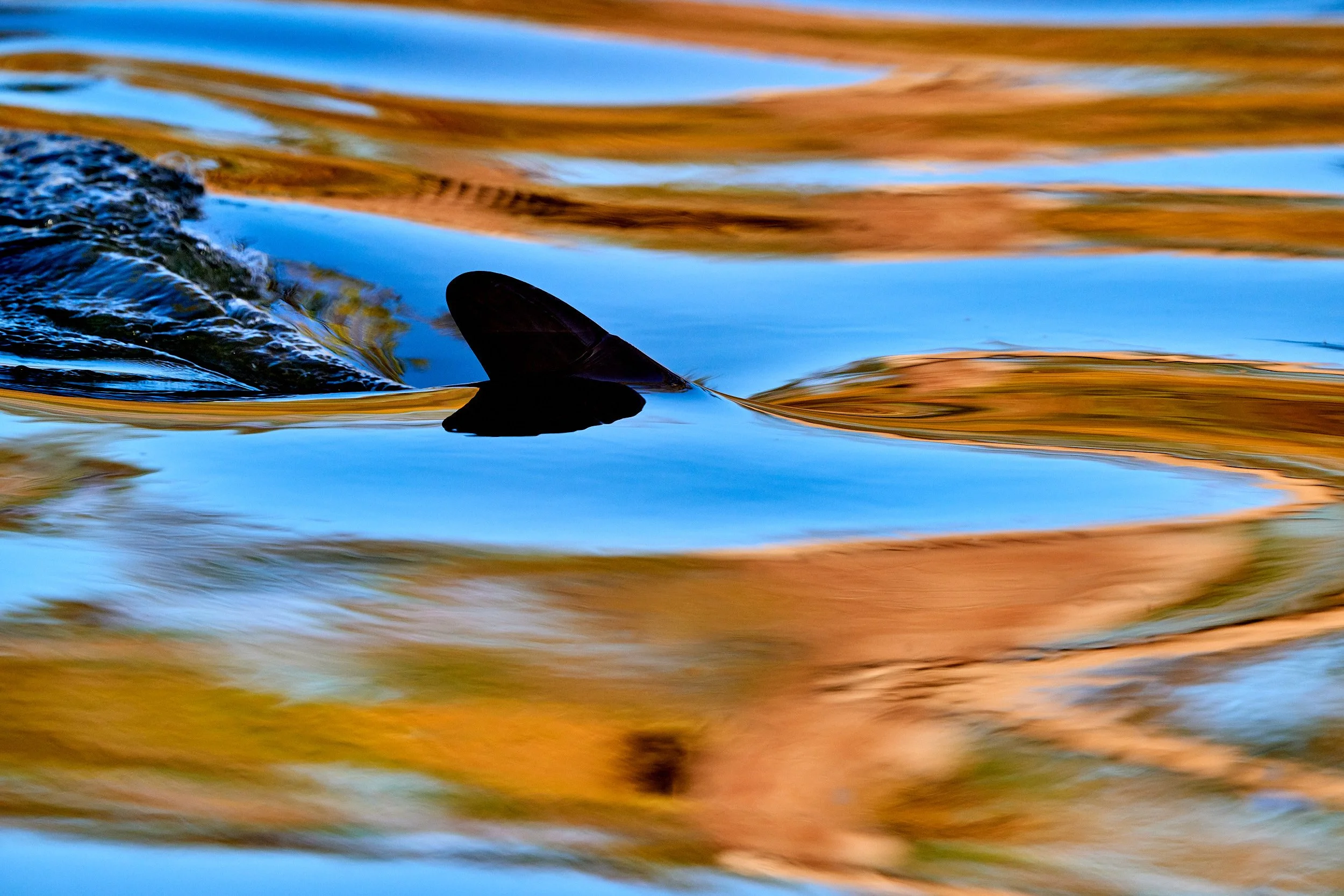 davidbuddphotography-bottlenose-dolphin-fin.jpg