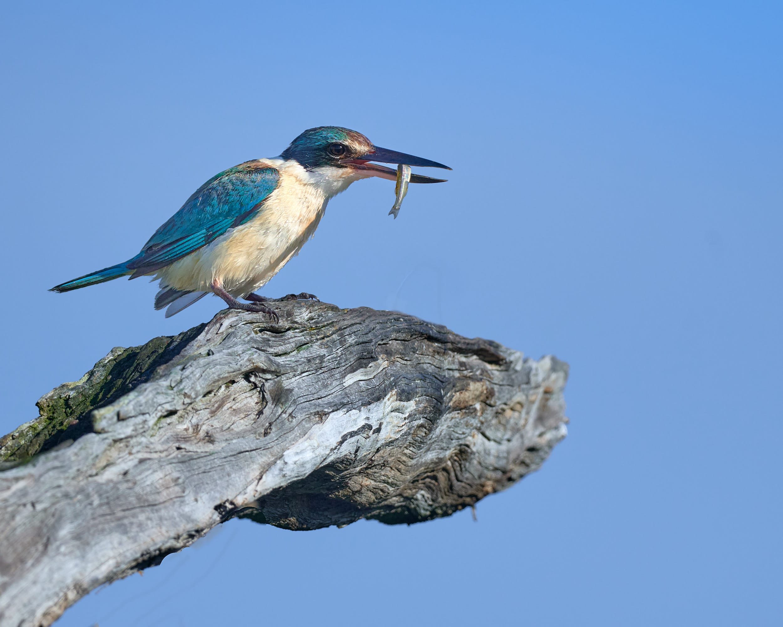 sacred kingfisher with a fish in its bill